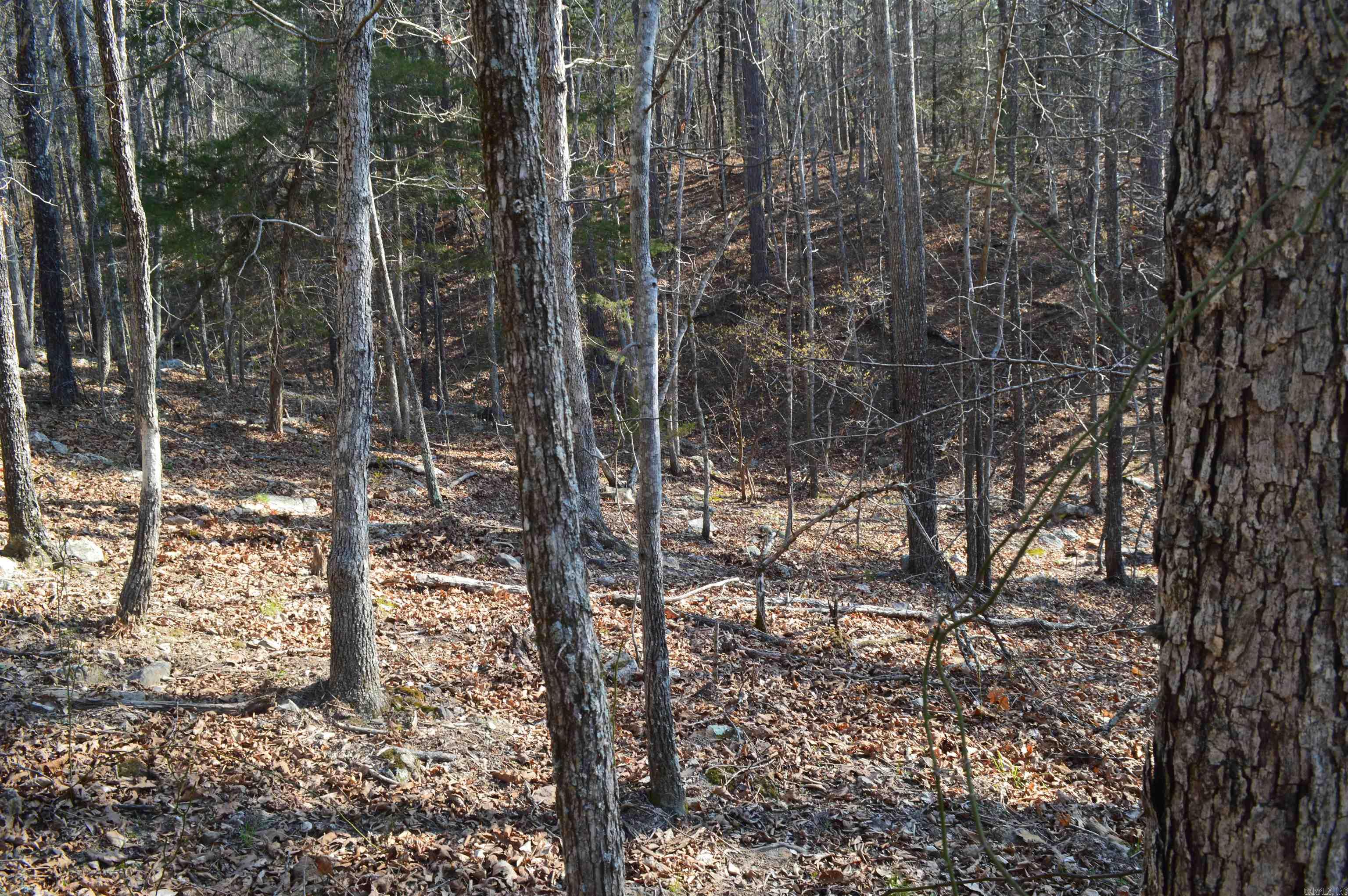 000 Schnauzer LN  Harriet, AR