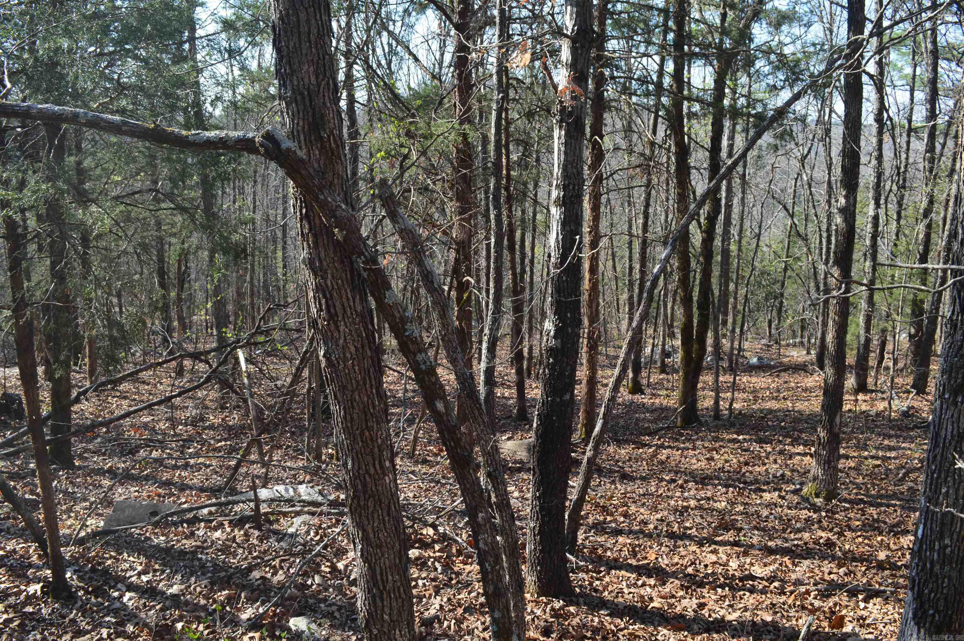 000 Schnauzer LN  Harriet, AR