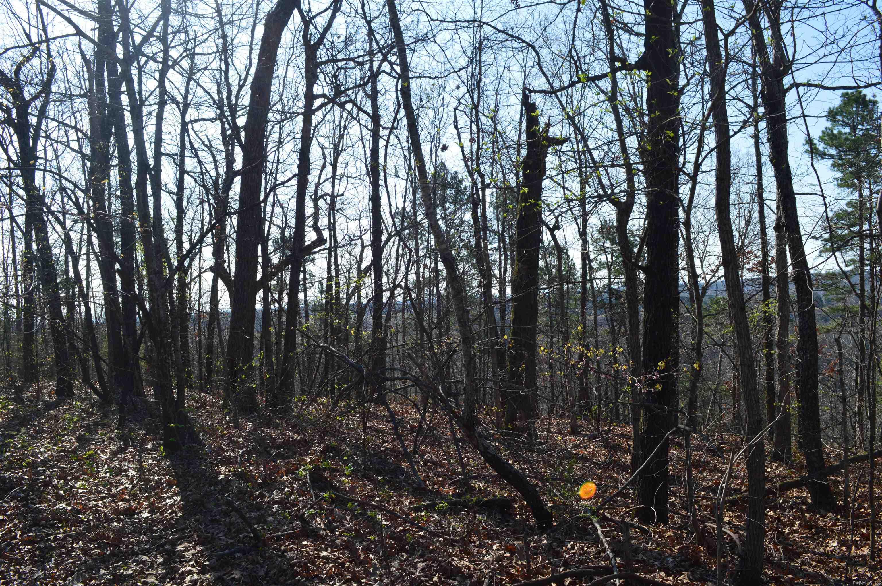 000 Schnauzer LN  Harriet, AR