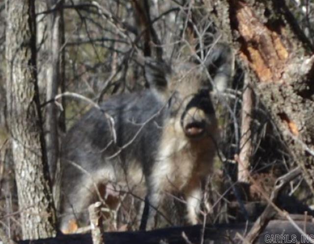 000 Schnauzer LN  Harriet, AR