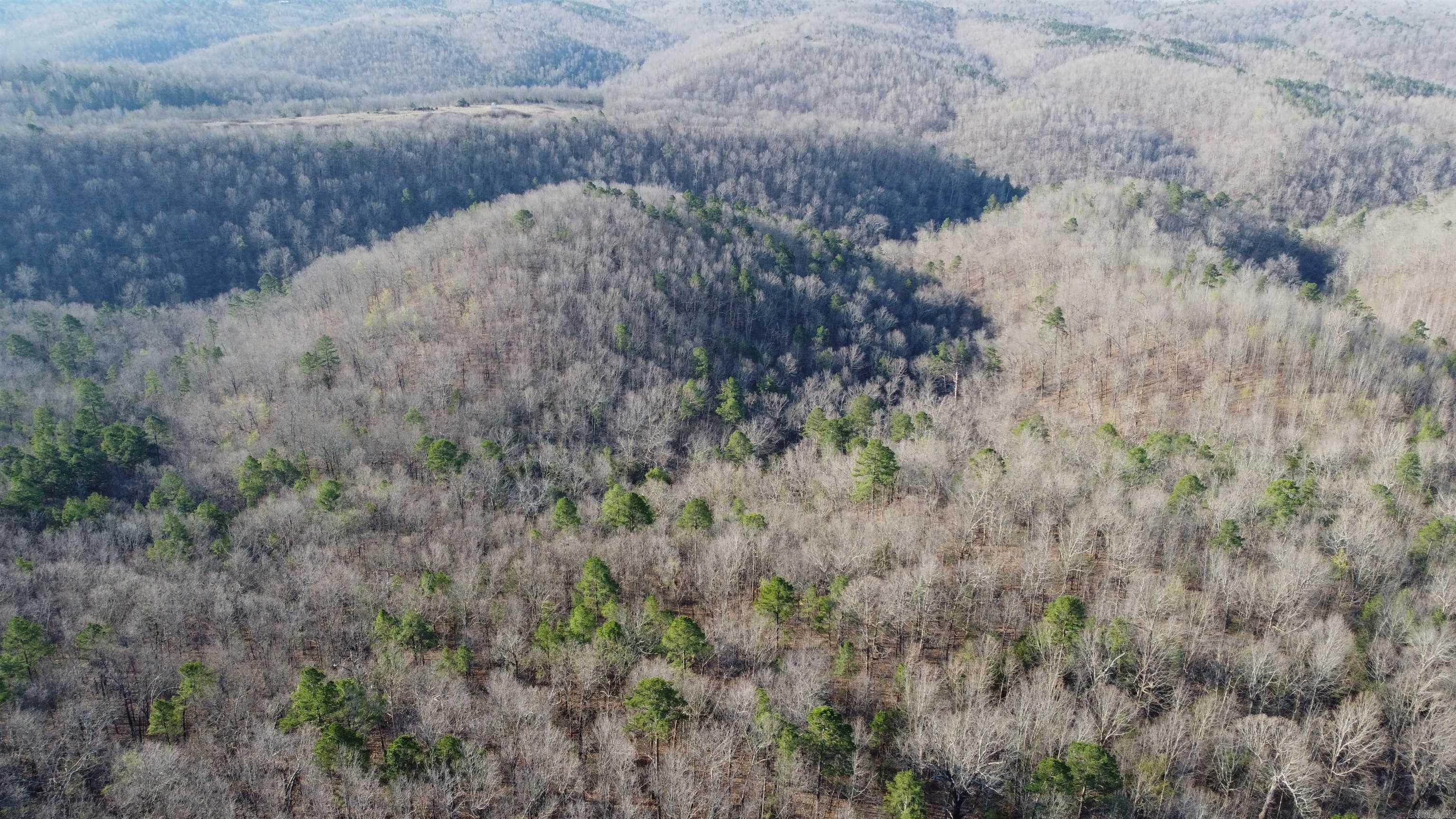 000 Schnauzer LN  Harriet, AR