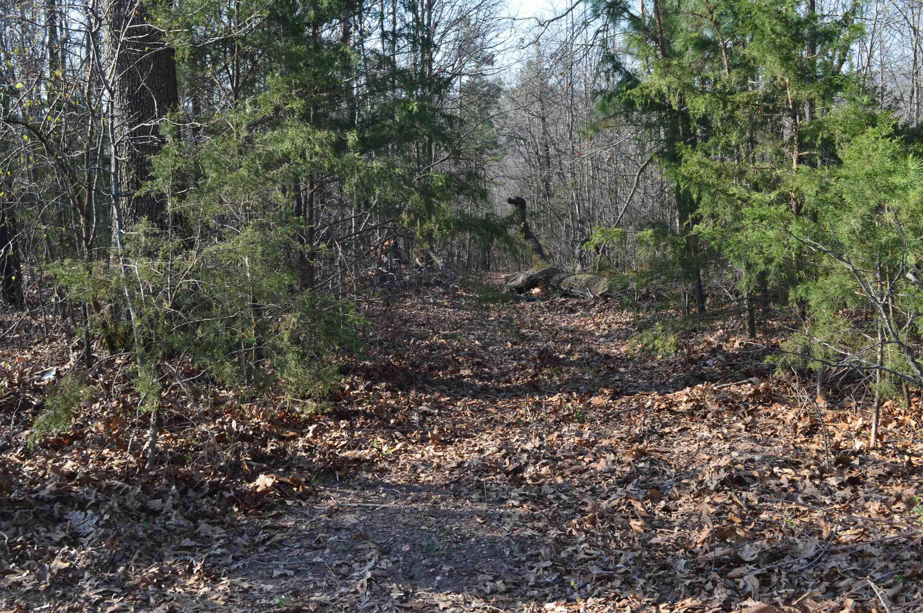 000 Schnauzer LN  Harriet, AR