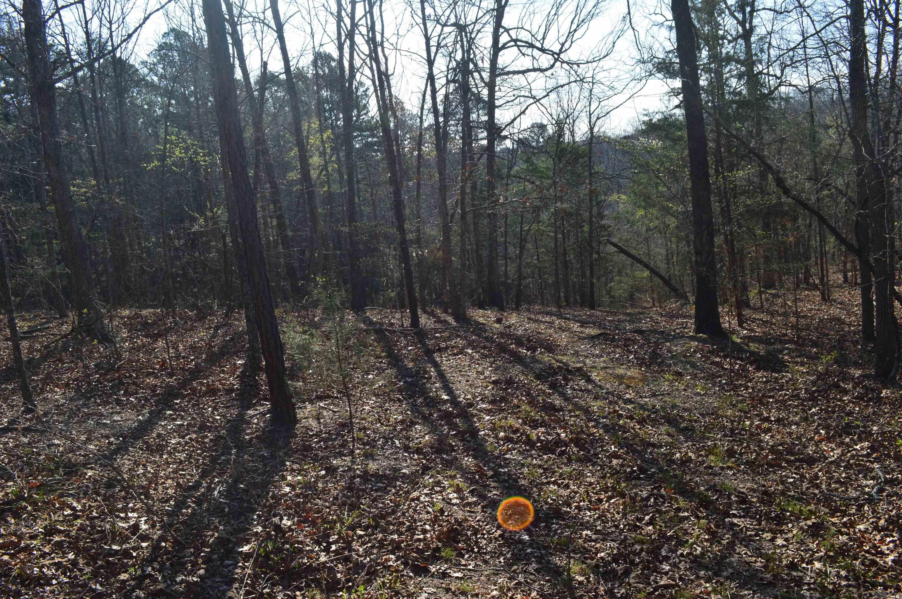 000 Schnauzer LN  Harriet, AR