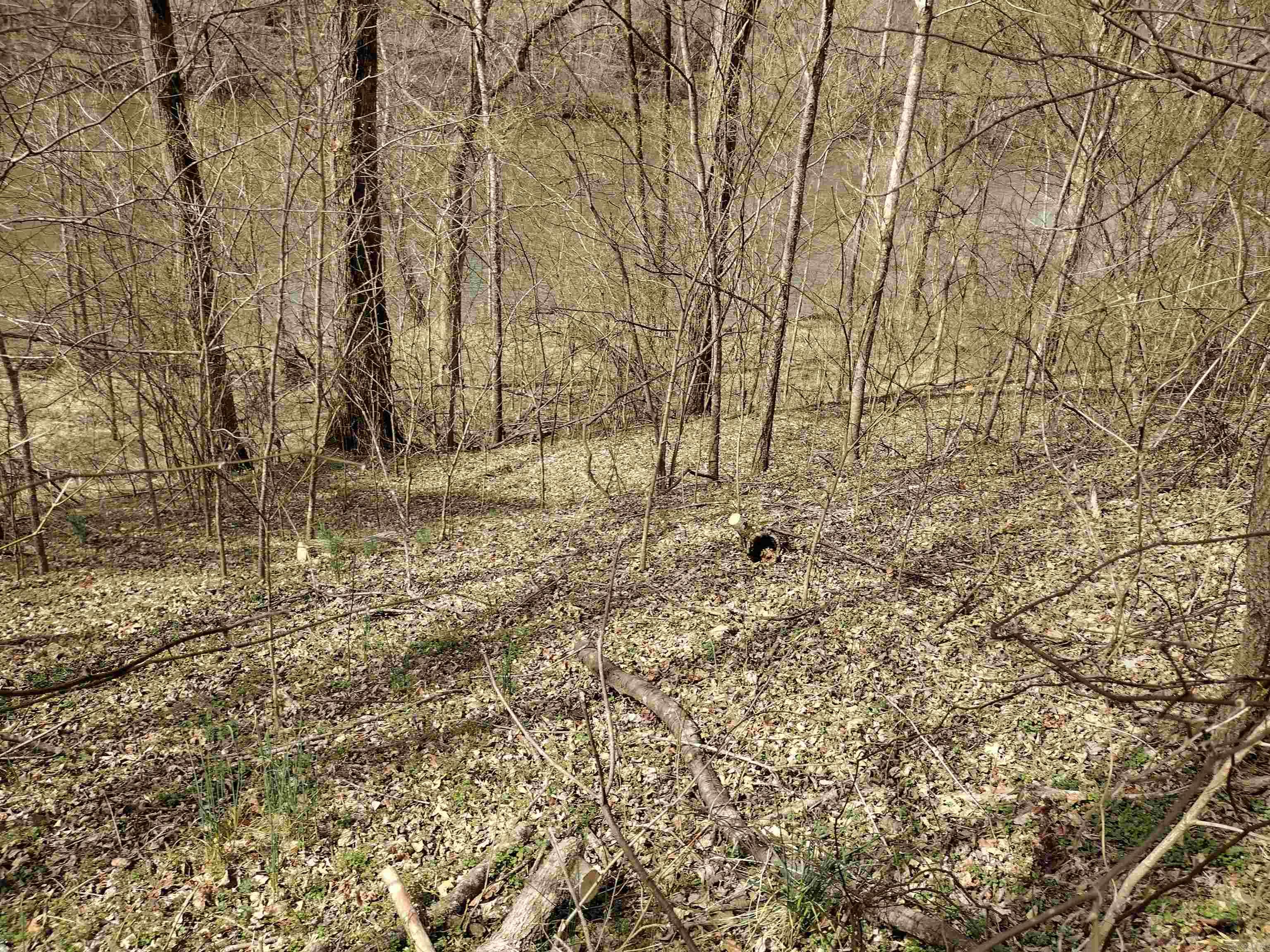 000 South RiverView  Sylamore, AR