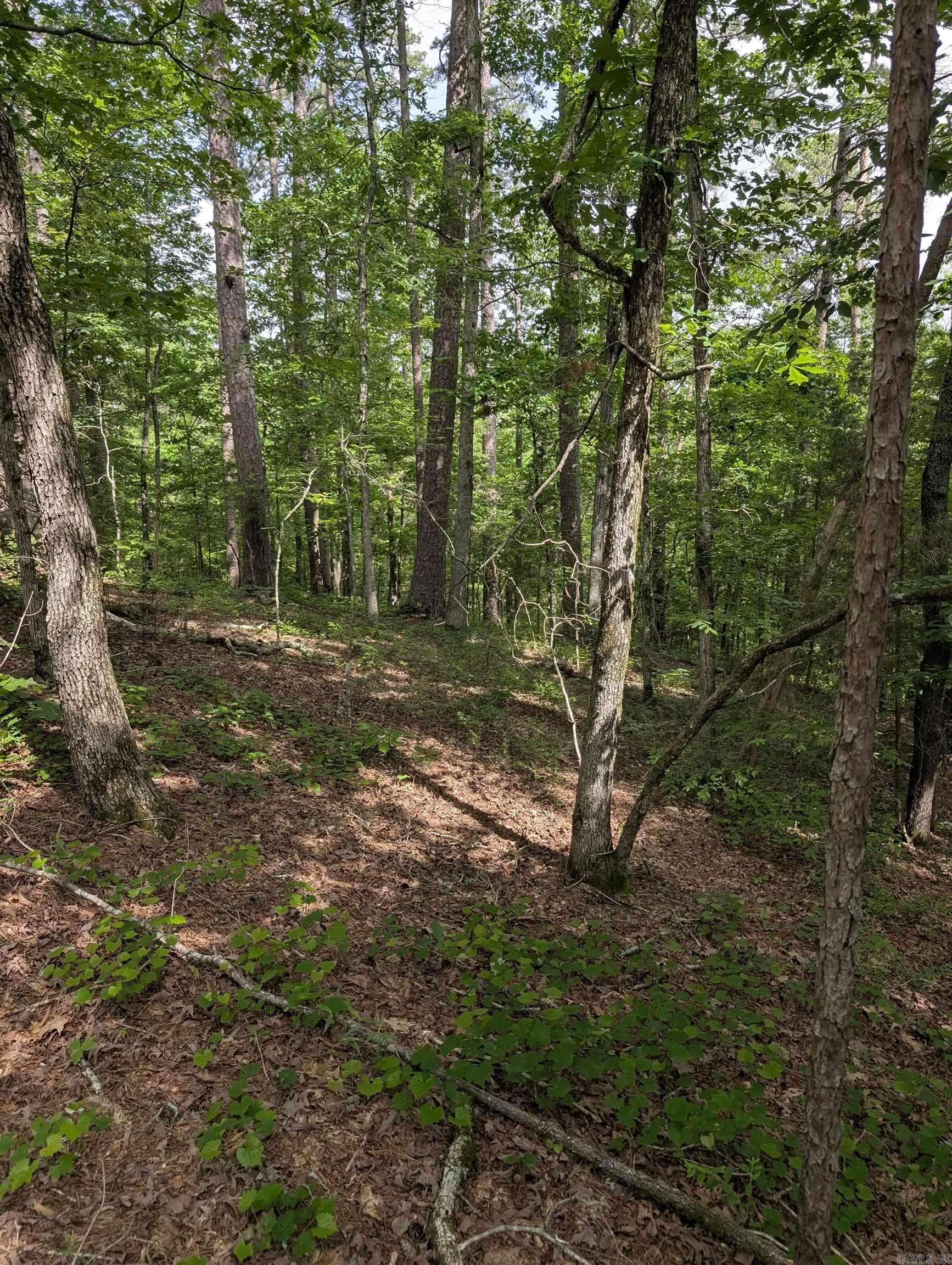 TBD Pedante  Hot Springs Village, AR