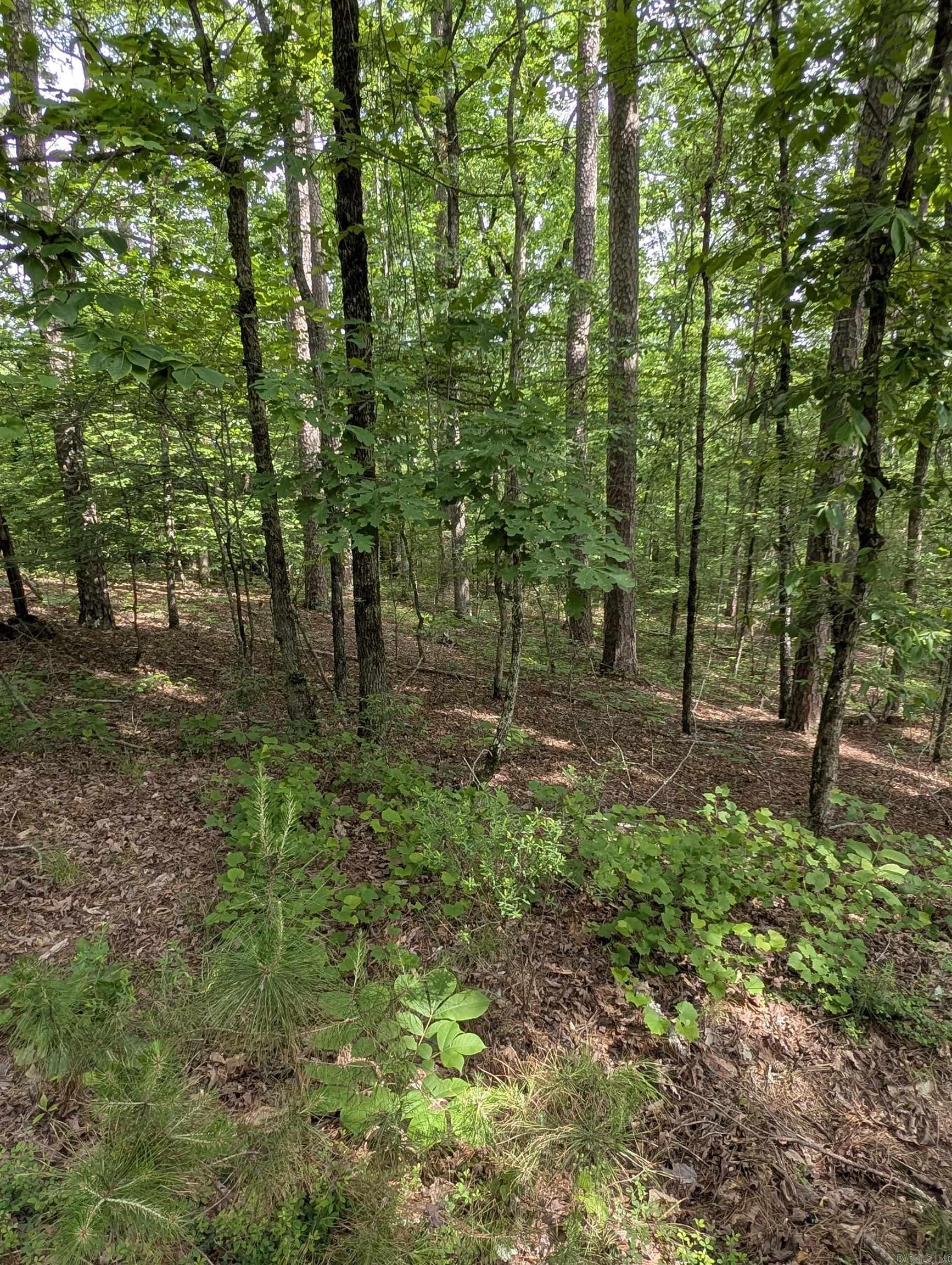 TBD Pedante  Hot Springs Village, AR