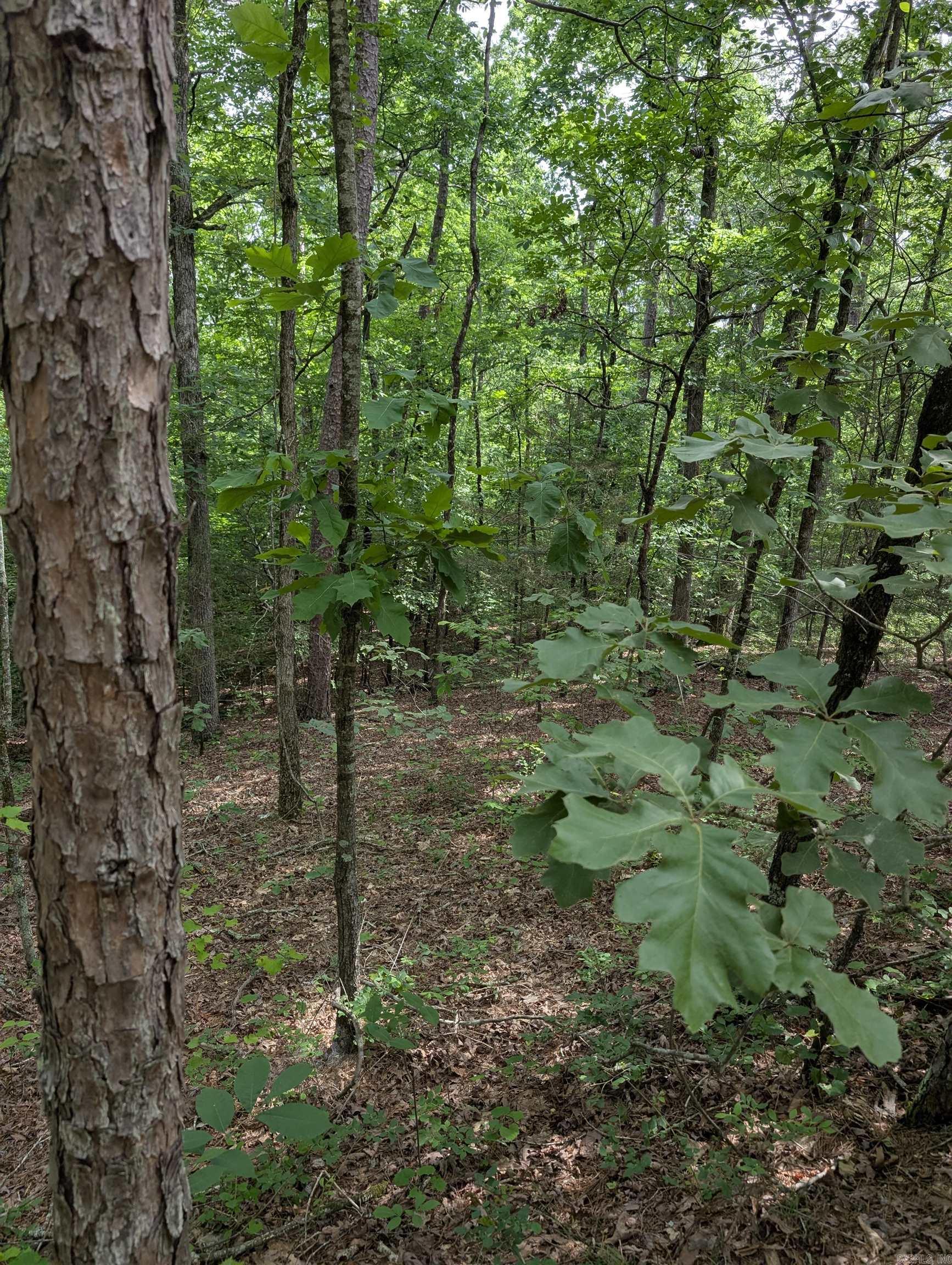 TBD Pedante  Hot Springs Village, AR