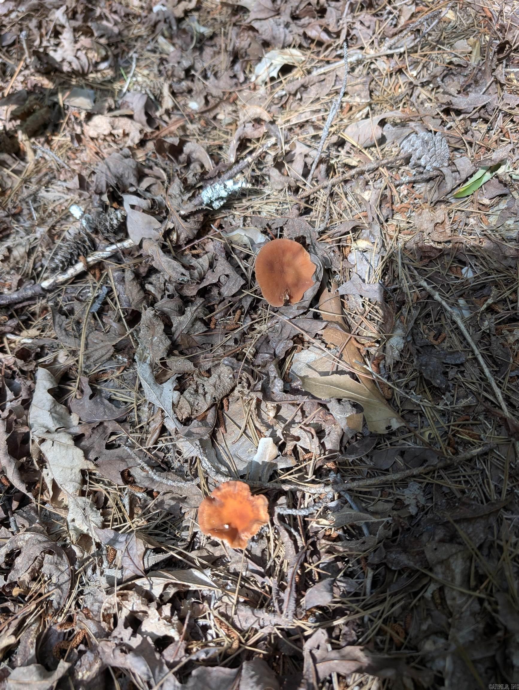 TBD Pedante  Hot Springs Village, AR