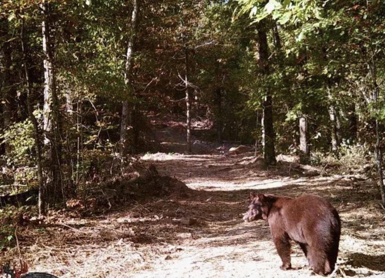 4085 Trace Ridge Rd.  Leslie, AR