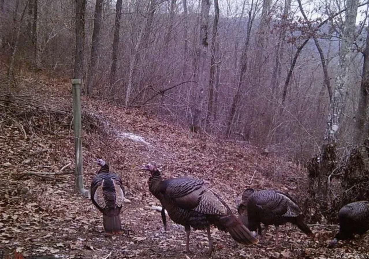 4085 Trace Ridge Rd.  Leslie, AR