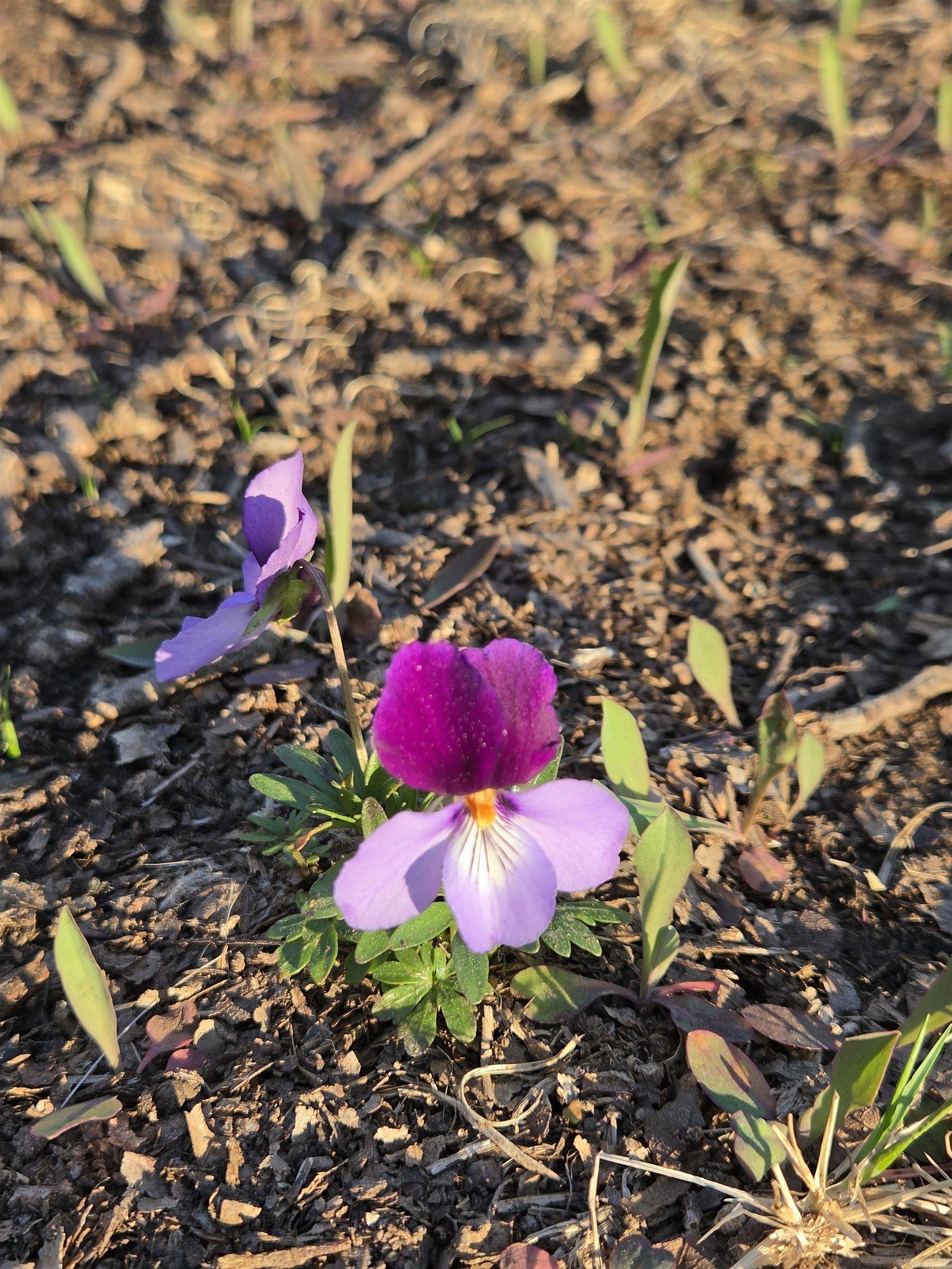 000 Thida  Thida, AR