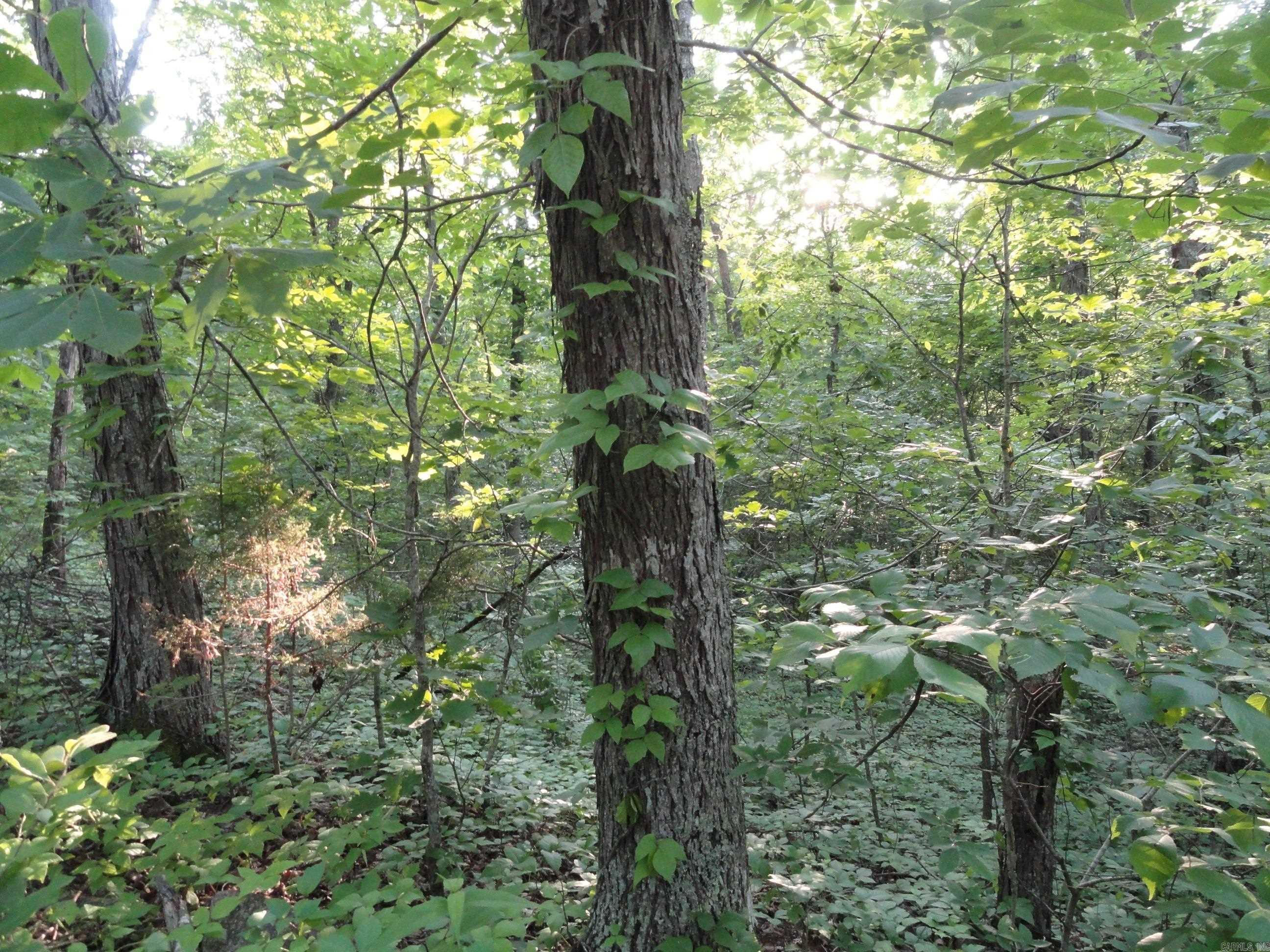 168 Reflections  Marshall, AR