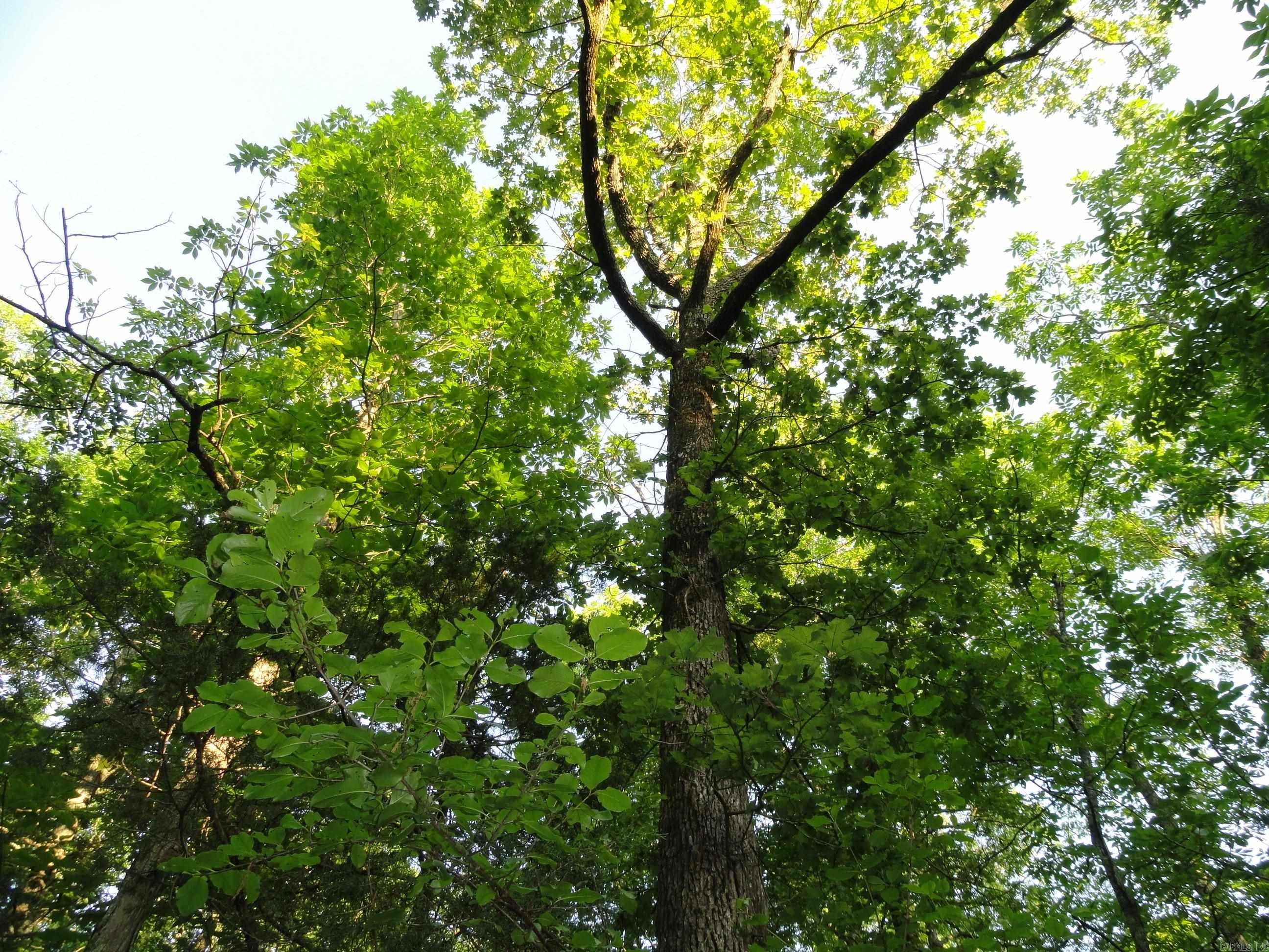 168 Reflections  Marshall, AR