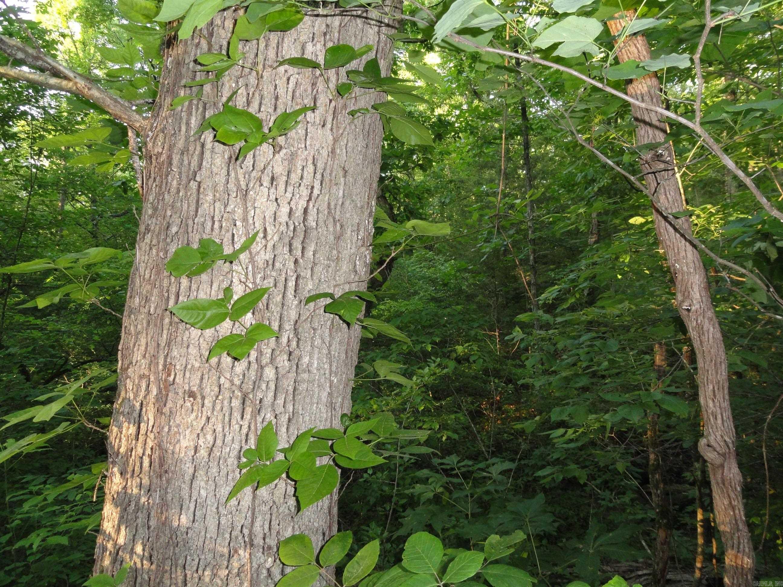 168 Reflections  Marshall, AR