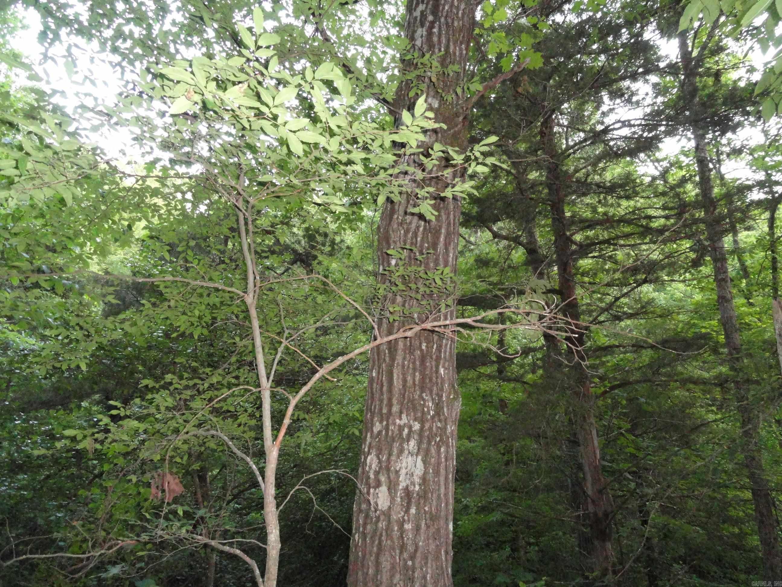 168 Reflections  Marshall, AR