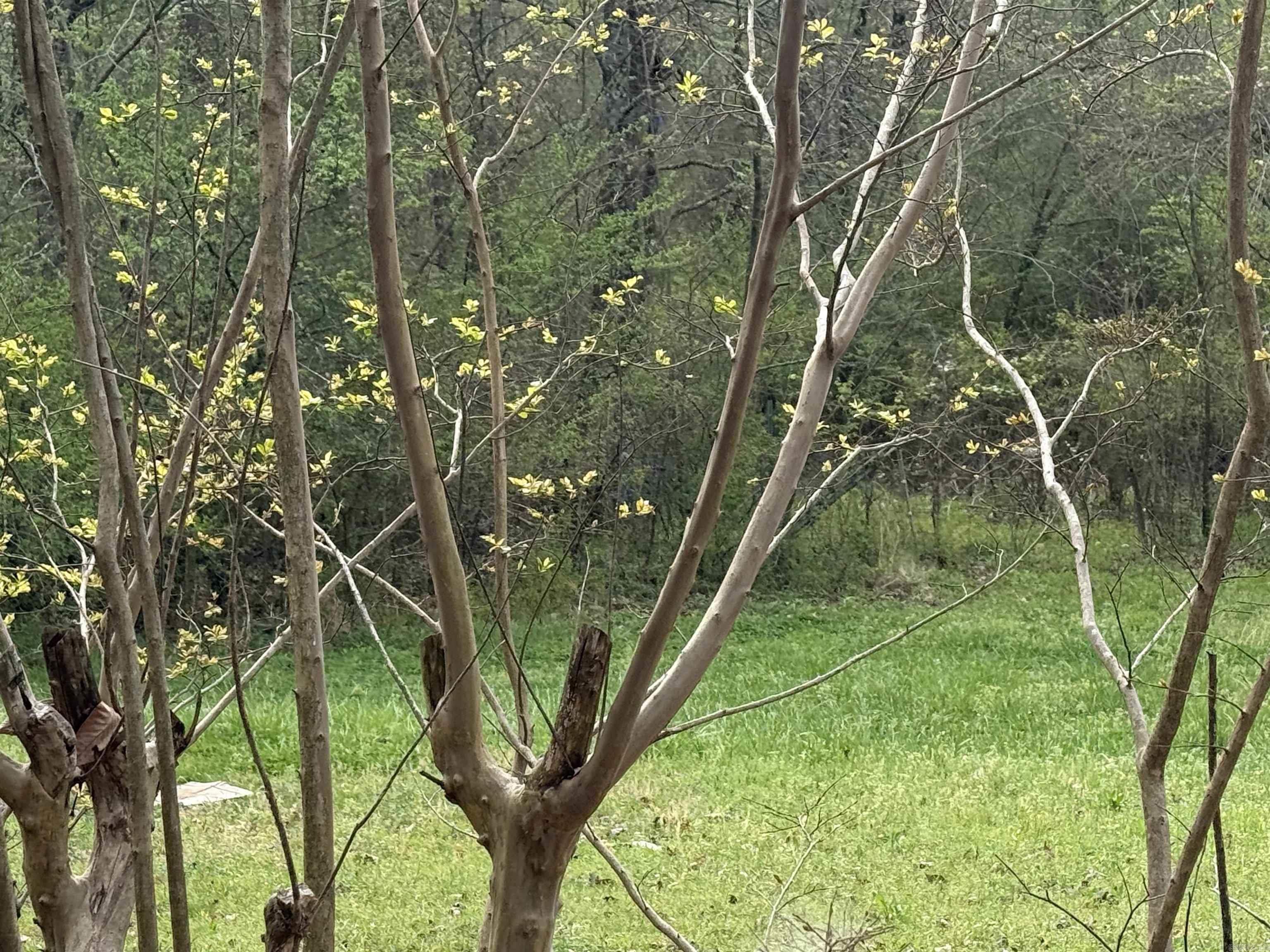 223 Polk Road 136  Cove, AR