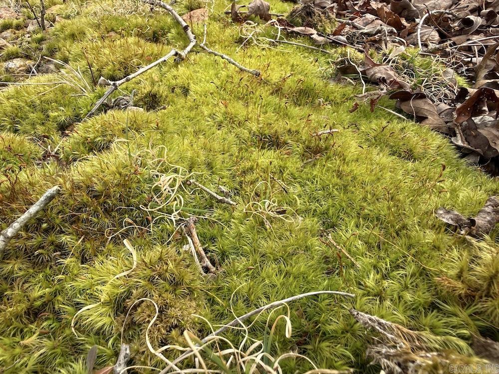 198 Mill Springs Road  Saint Joe, AR