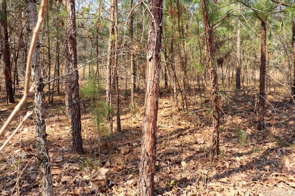 1455 Highway 115  Smithville, AR