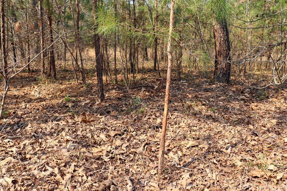 1455 Highway 115  Smithville, AR