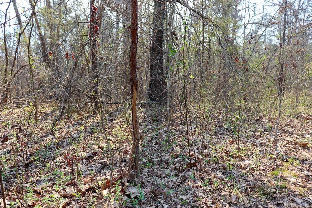 1455 Highway 115  Smithville, AR