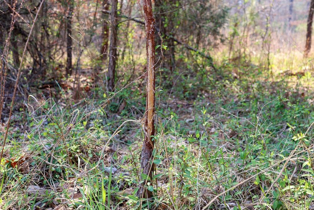 1455 Highway 115  Smithville, AR