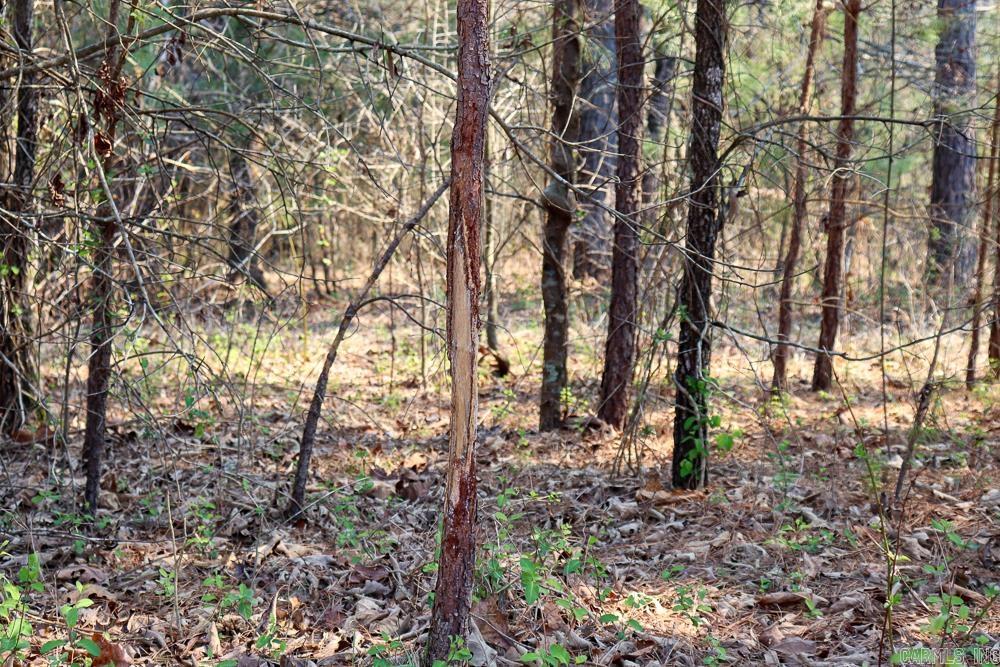 1455 Highway 115  Smithville, AR