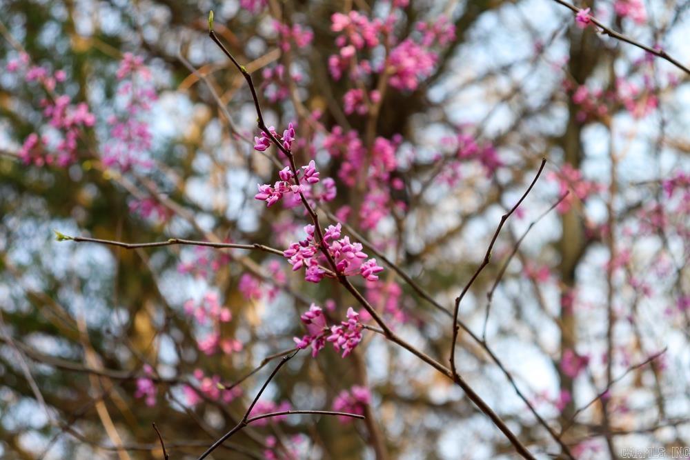 1455 Highway 115  Smithville, AR