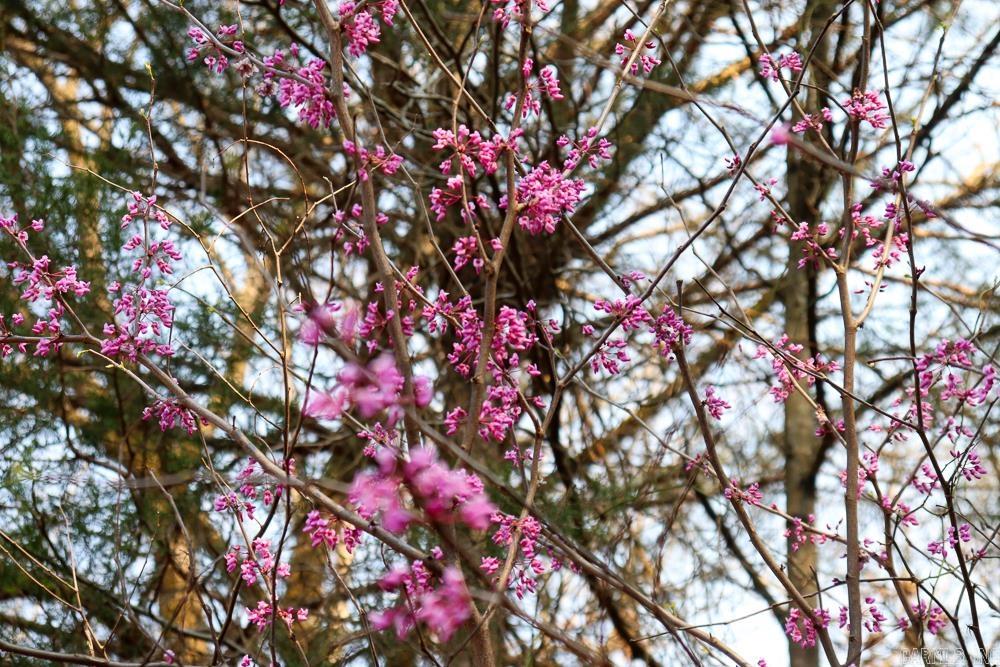 1455 Highway 115  Smithville, AR