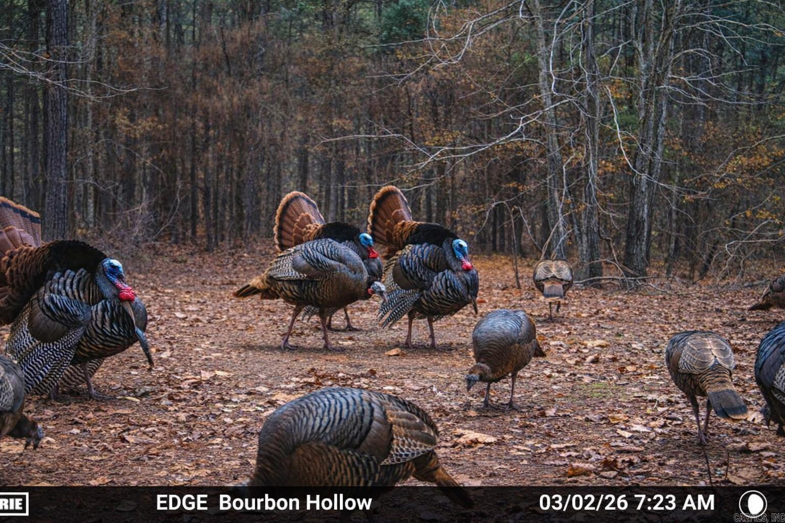 00 Ross Hollow  Bigelow, AR