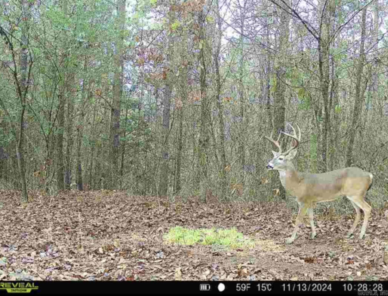 00 Ross Hollow  Bigelow, AR