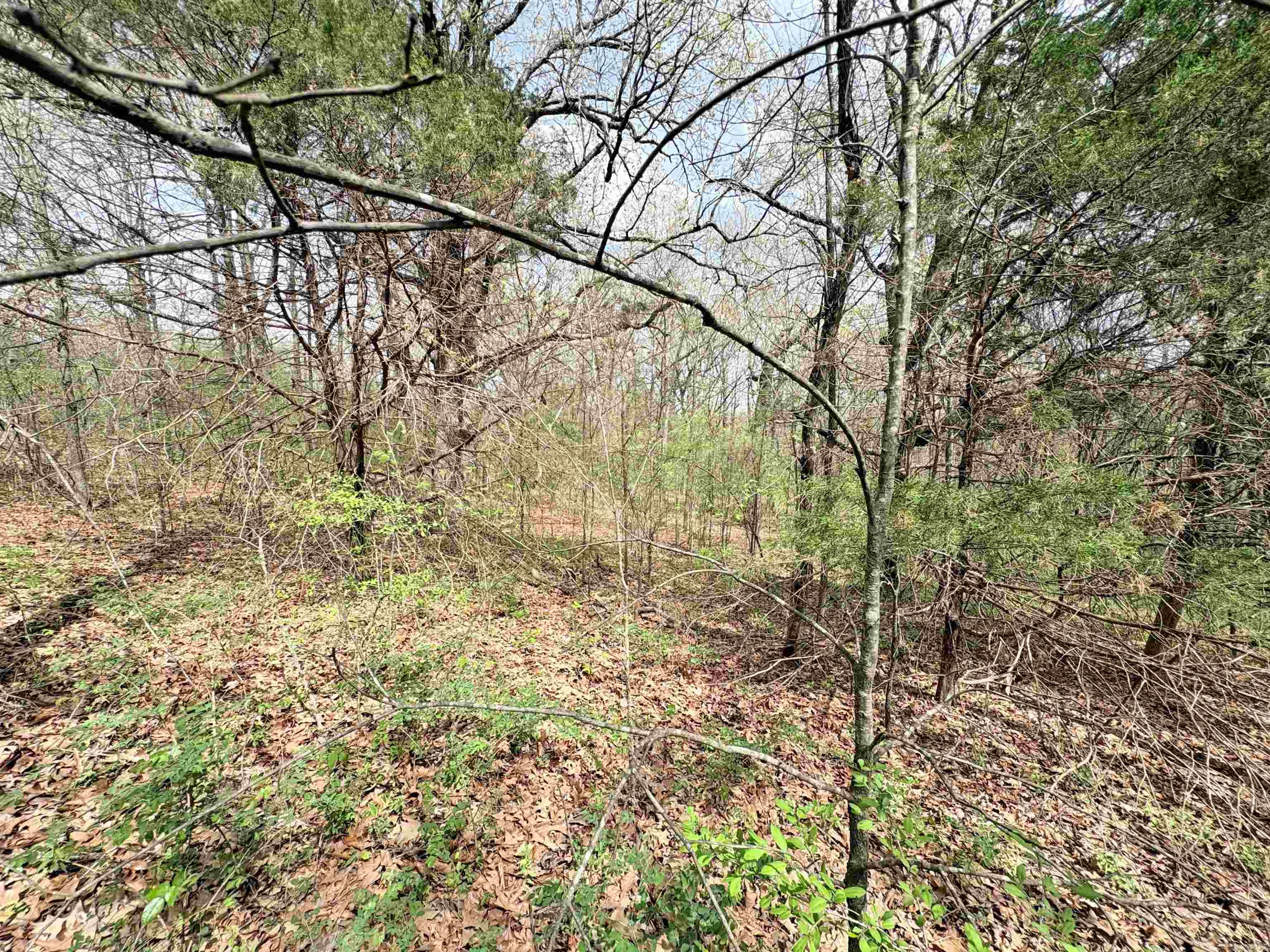 42 Clay 43  Corning, AR