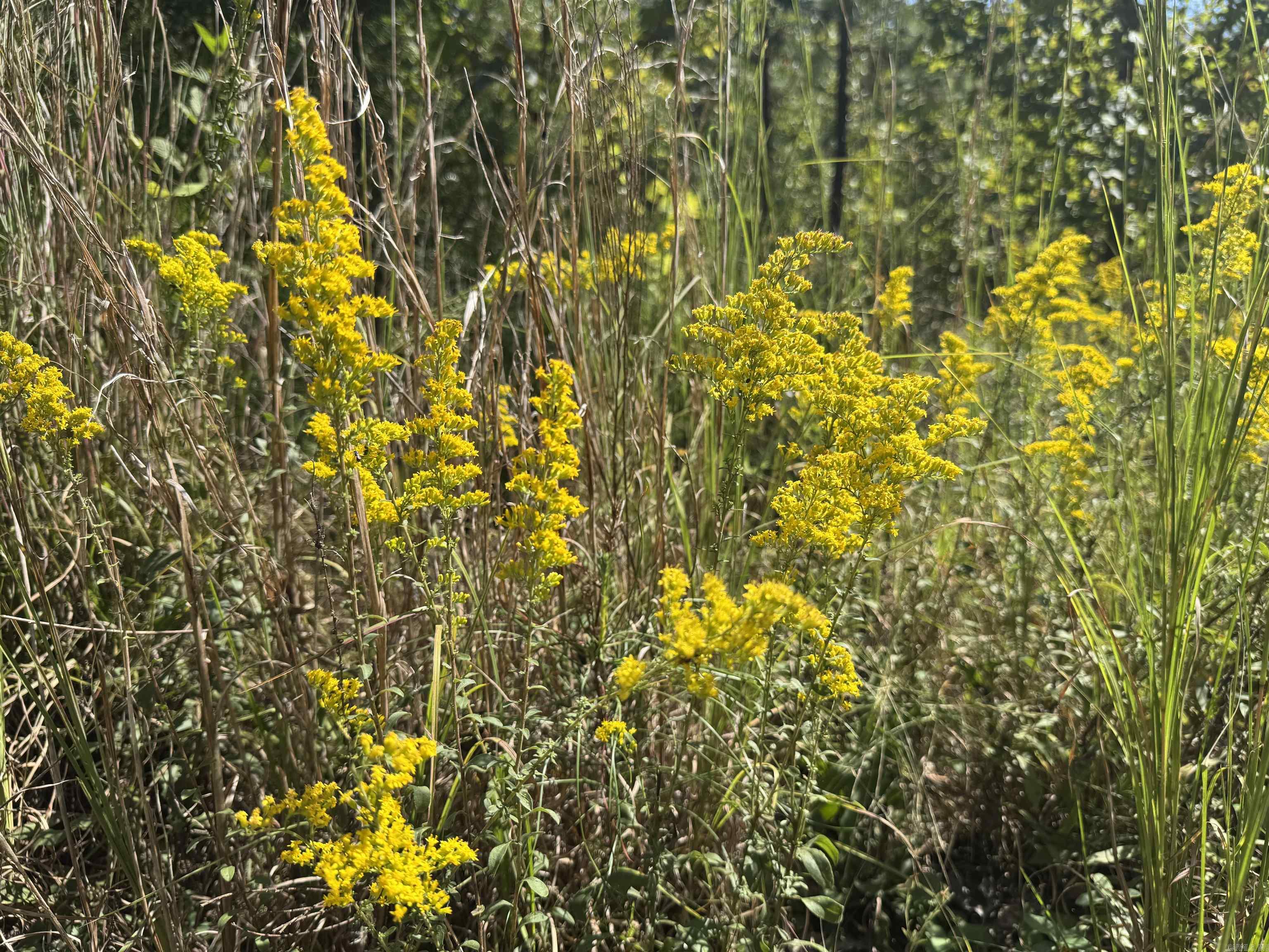 00 C A Holland  Quitman, AR