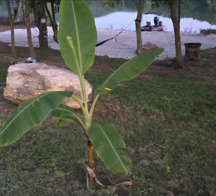 970 White River Run  Guion, AR