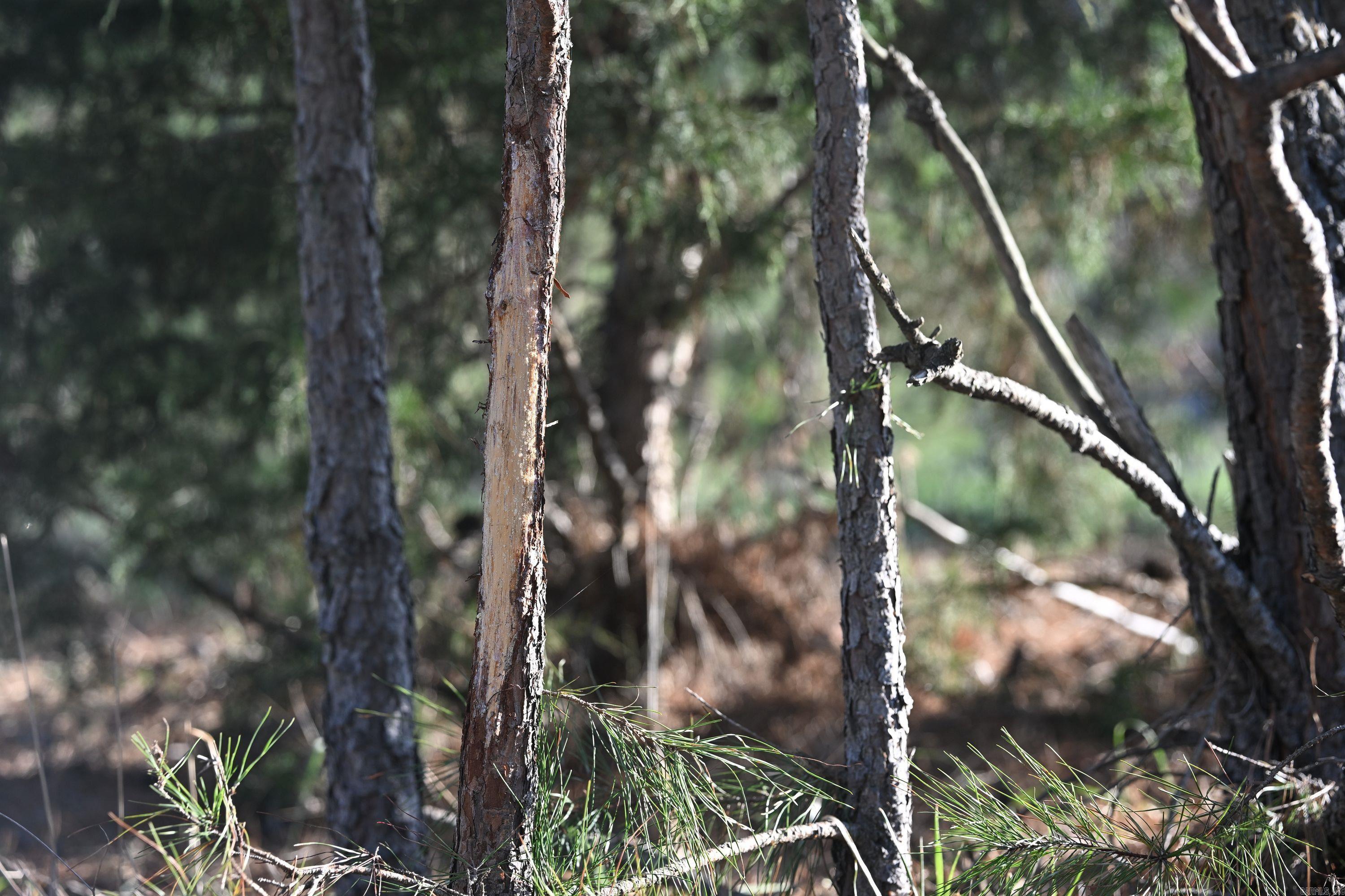 12278 S Hwy 27  Marshall, AR