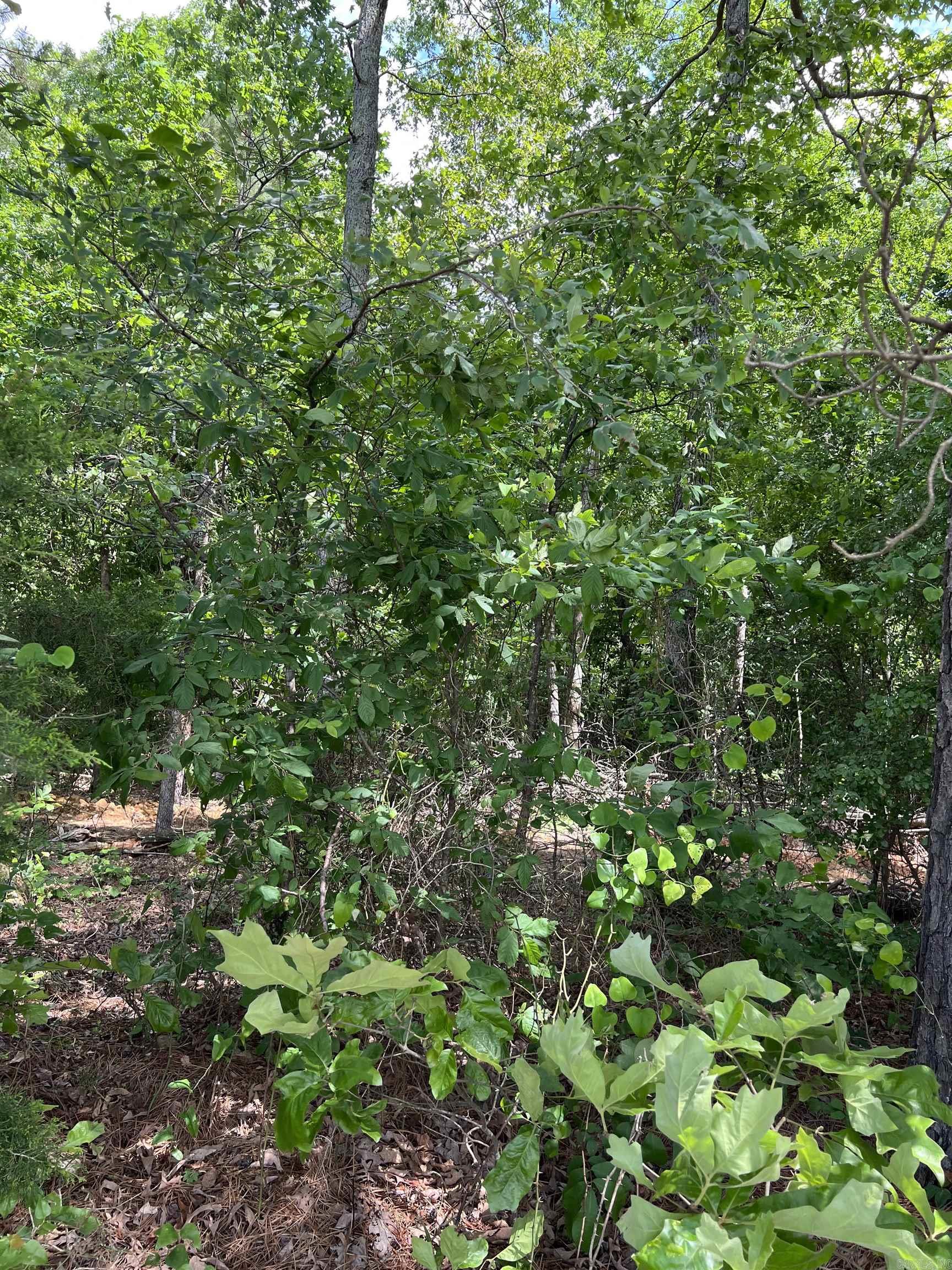 xx Tract 11 Castle  Glenwood, AR