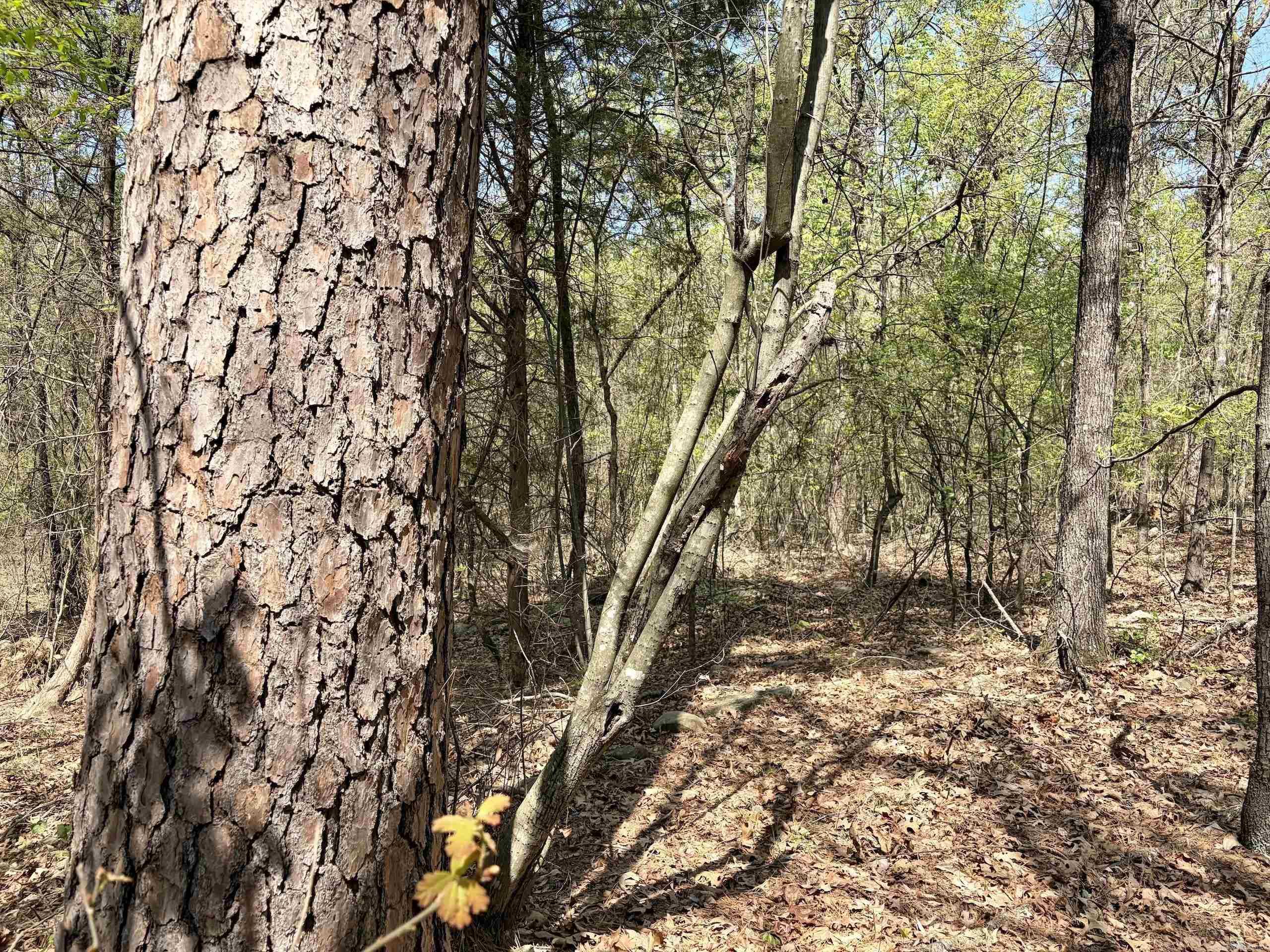 000 Oates Crossing Road  Bellville, AR