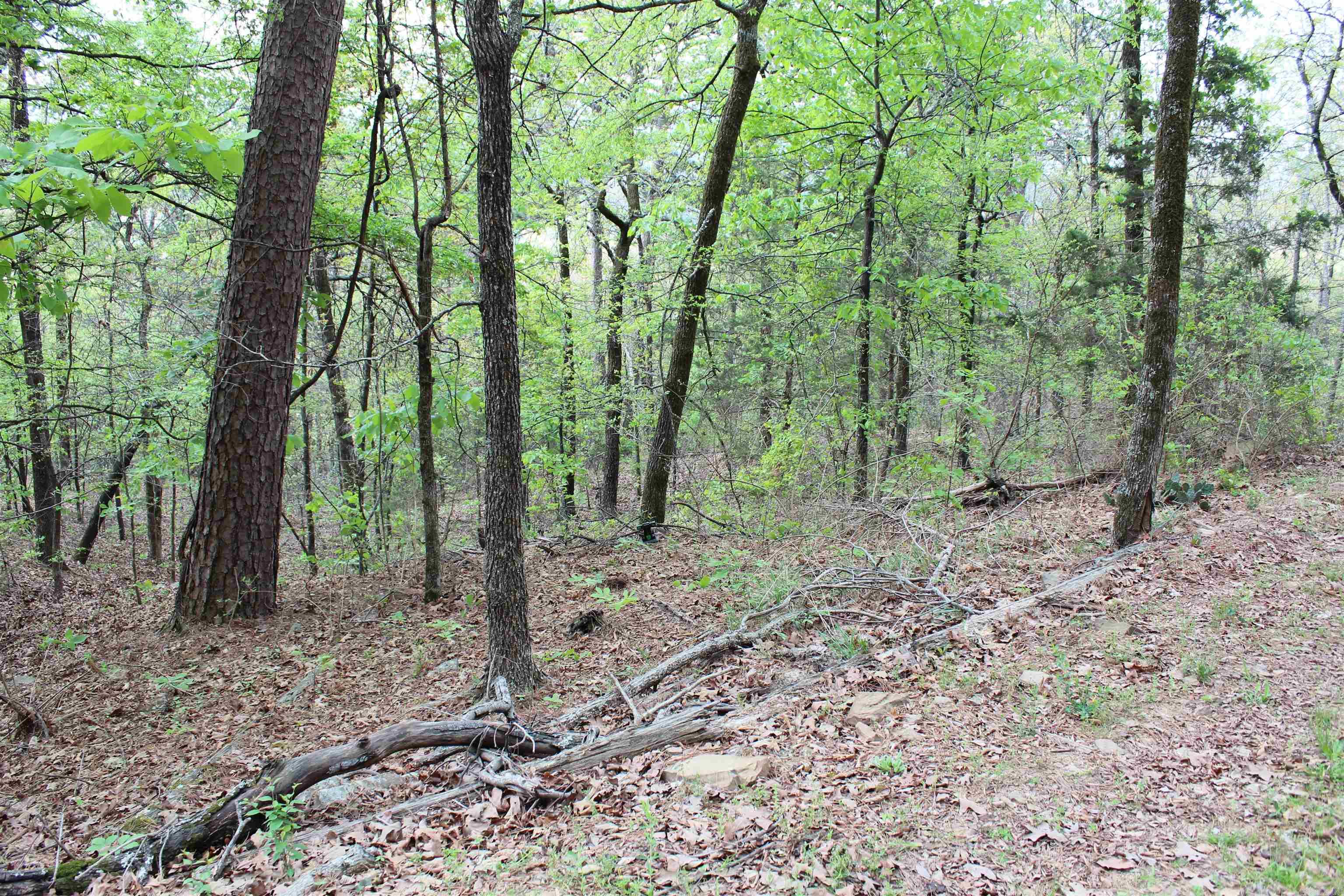 000 Hog Thief Valley  Magazine, AR