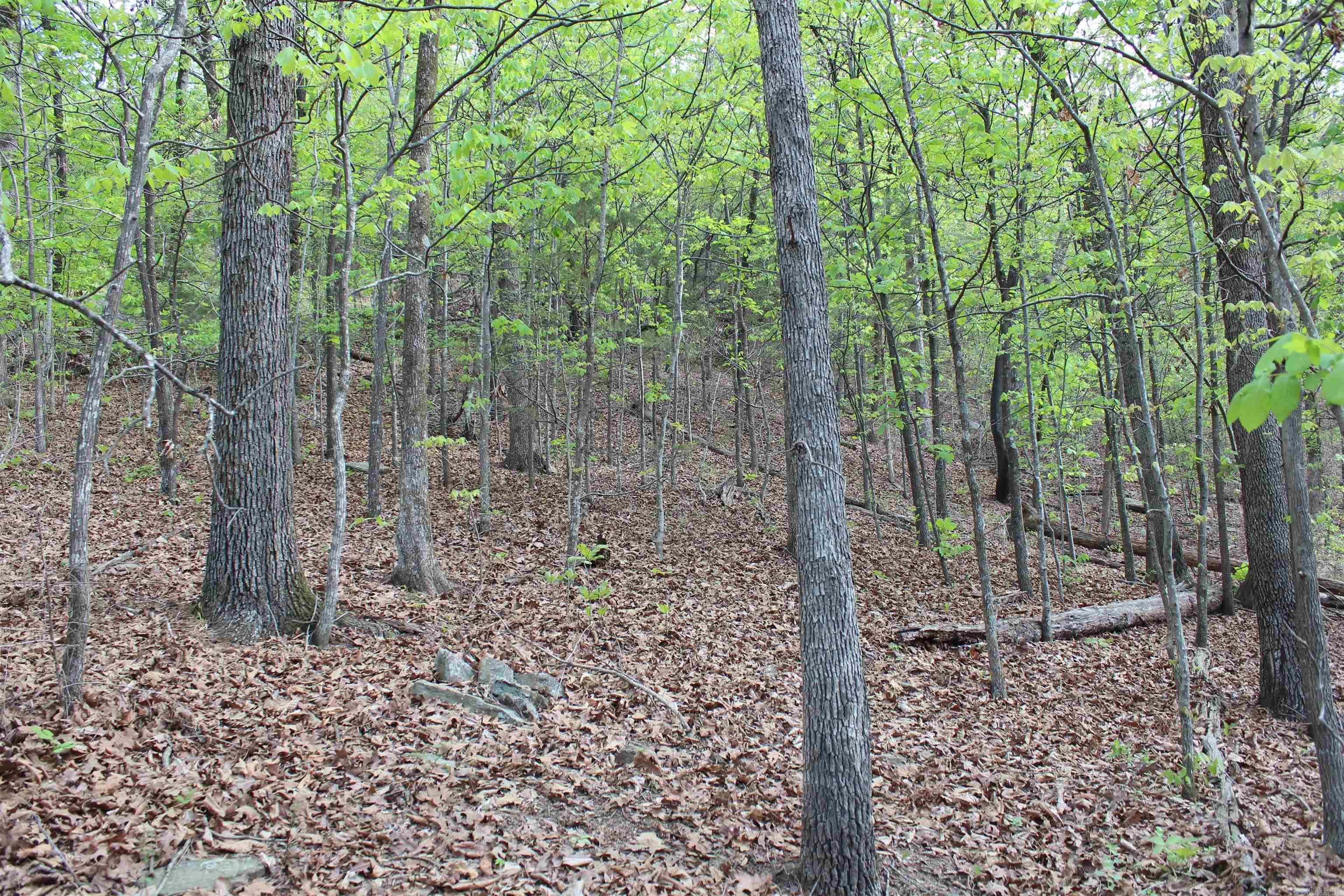 000 Hog Thief Valley  Magazine, AR