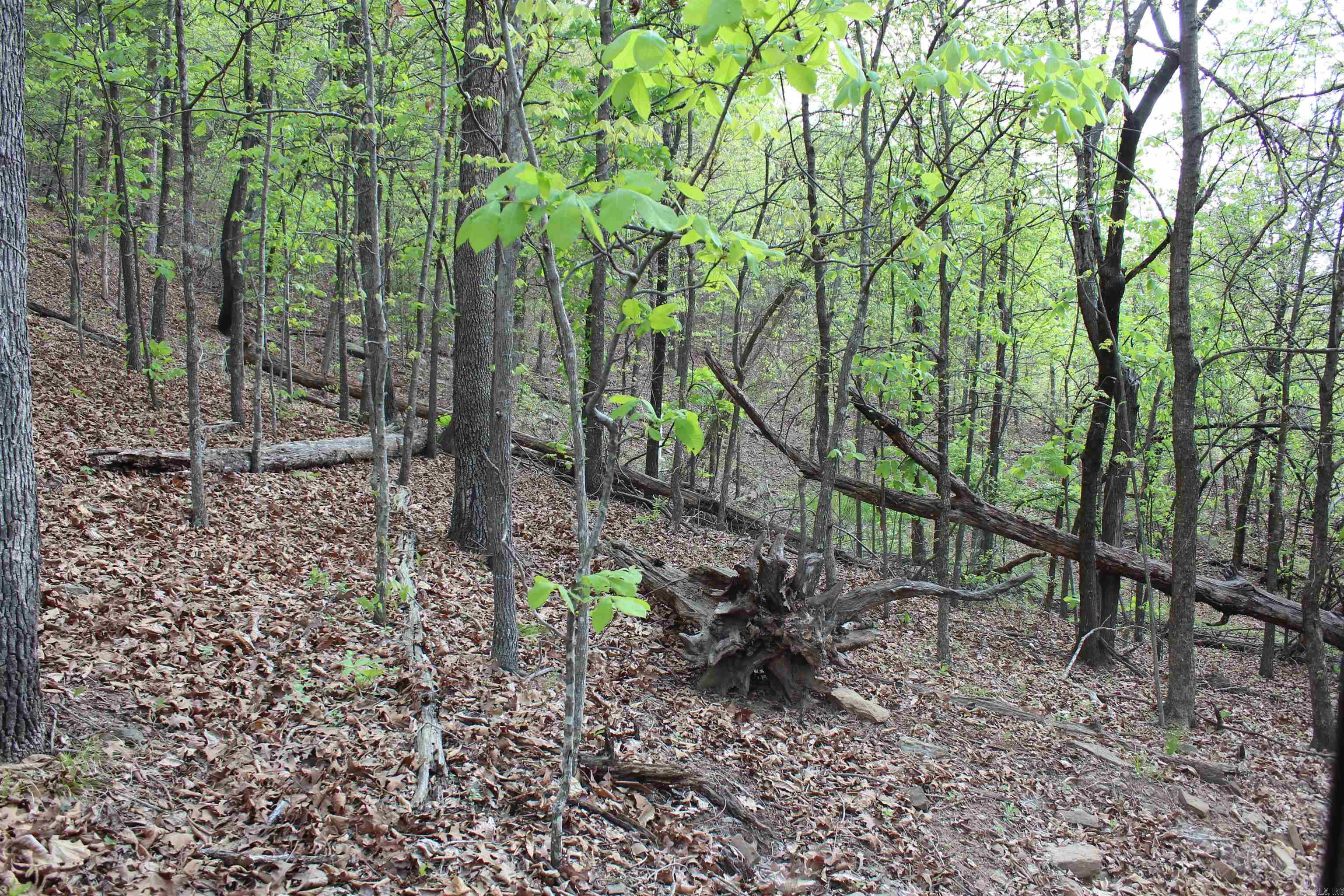 000 Hog Thief Valley  Magazine, AR