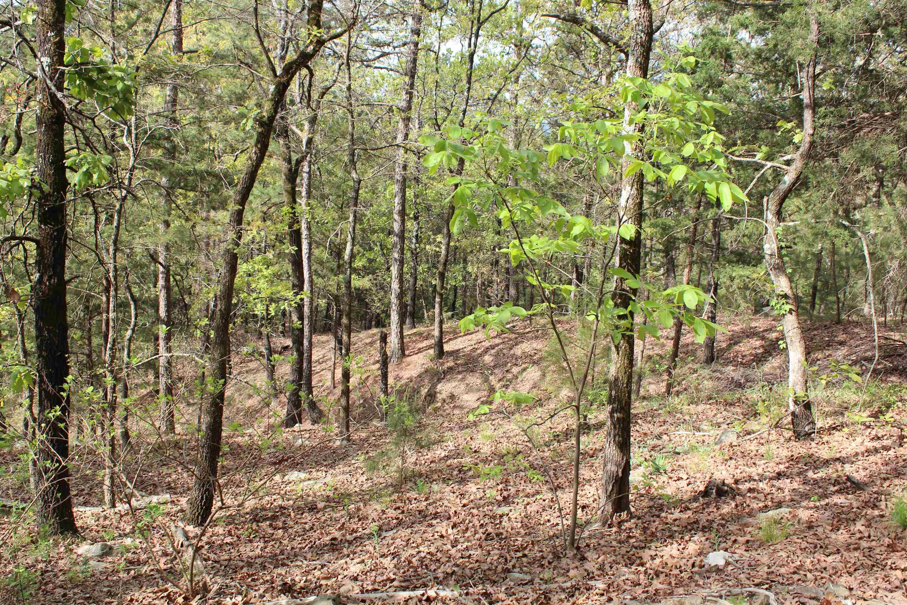 000 Hog Thief Valley  Magazine, AR