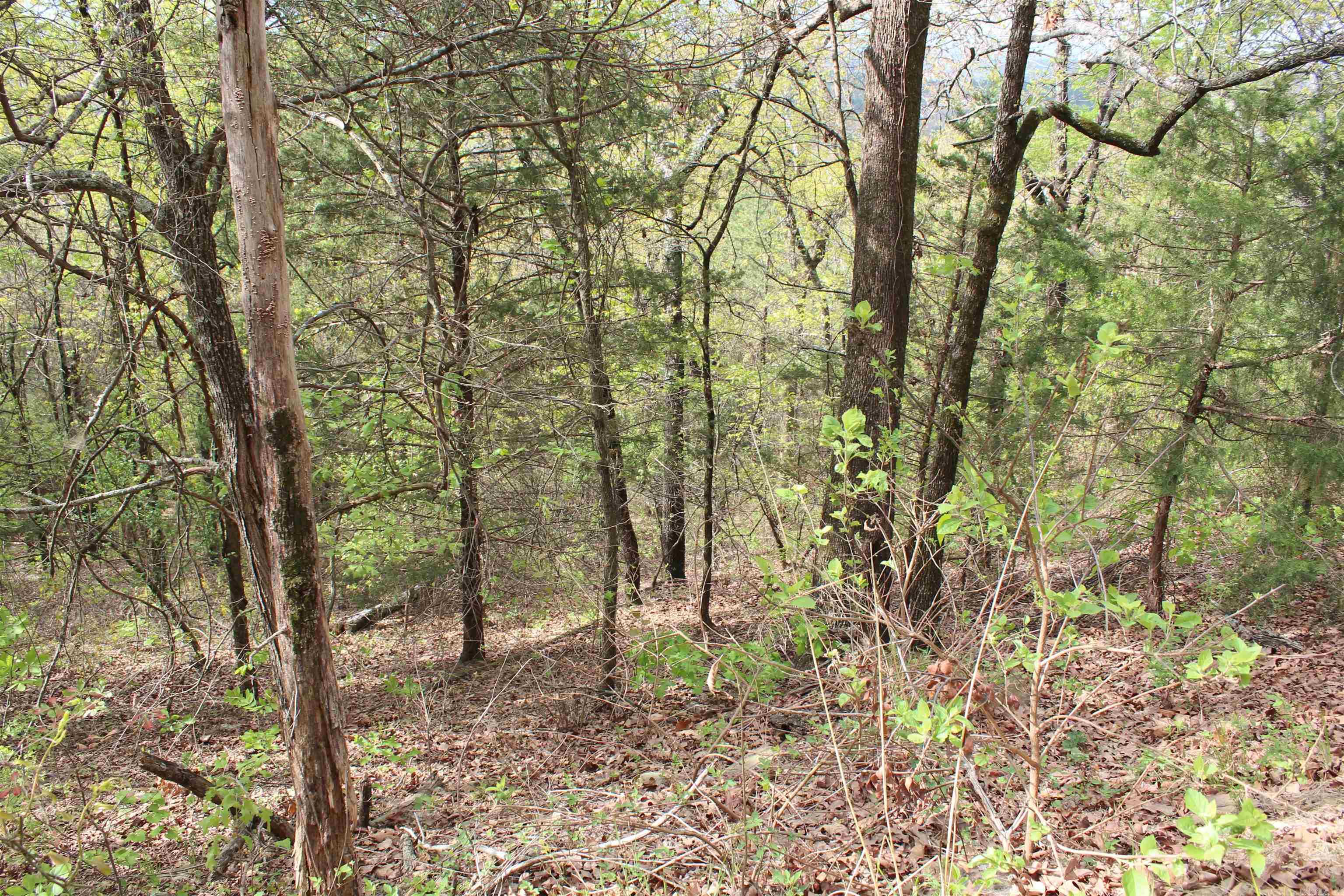 000 Hog Thief Valley  Magazine, AR