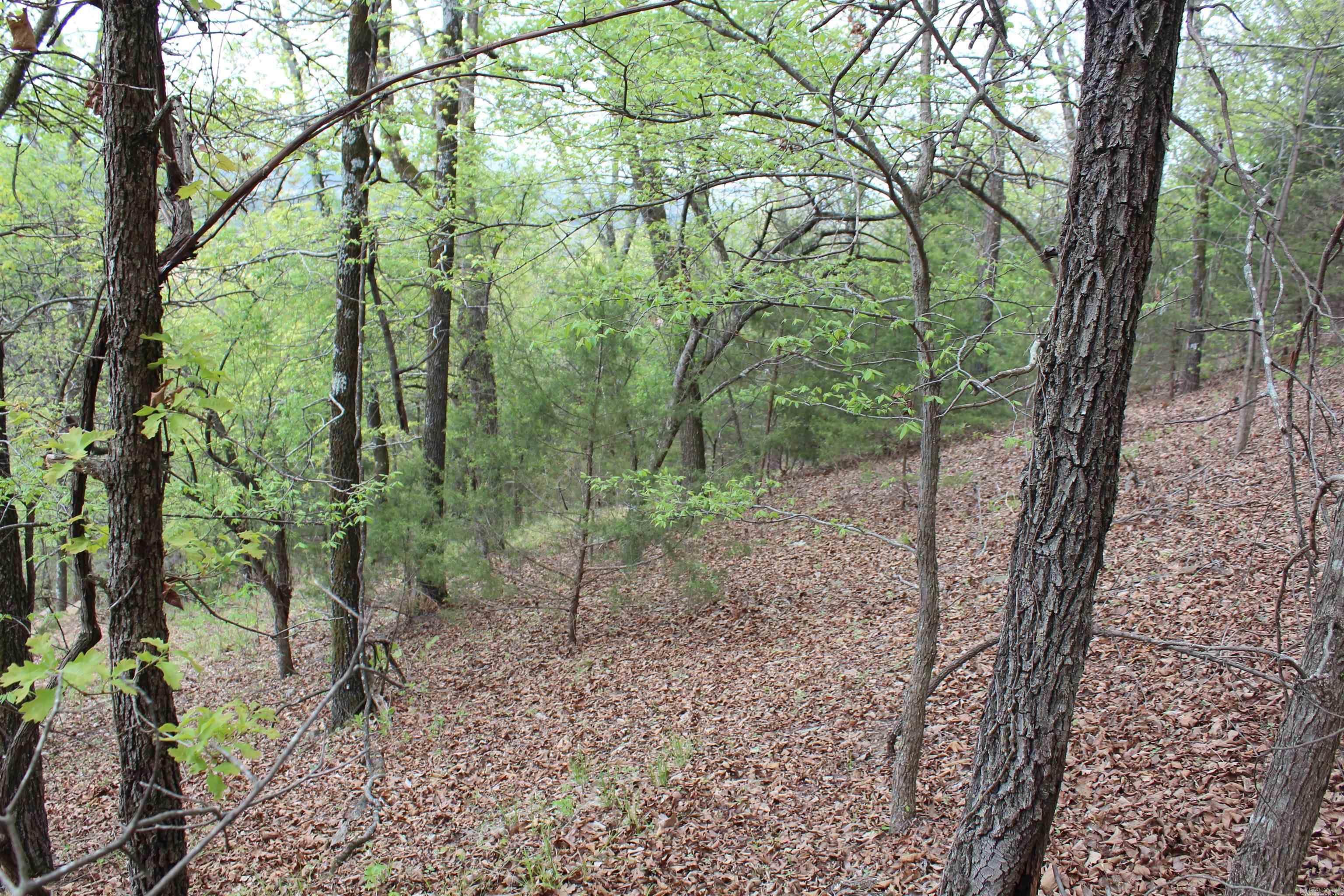 000 Hog Thief Valley  Magazine, AR