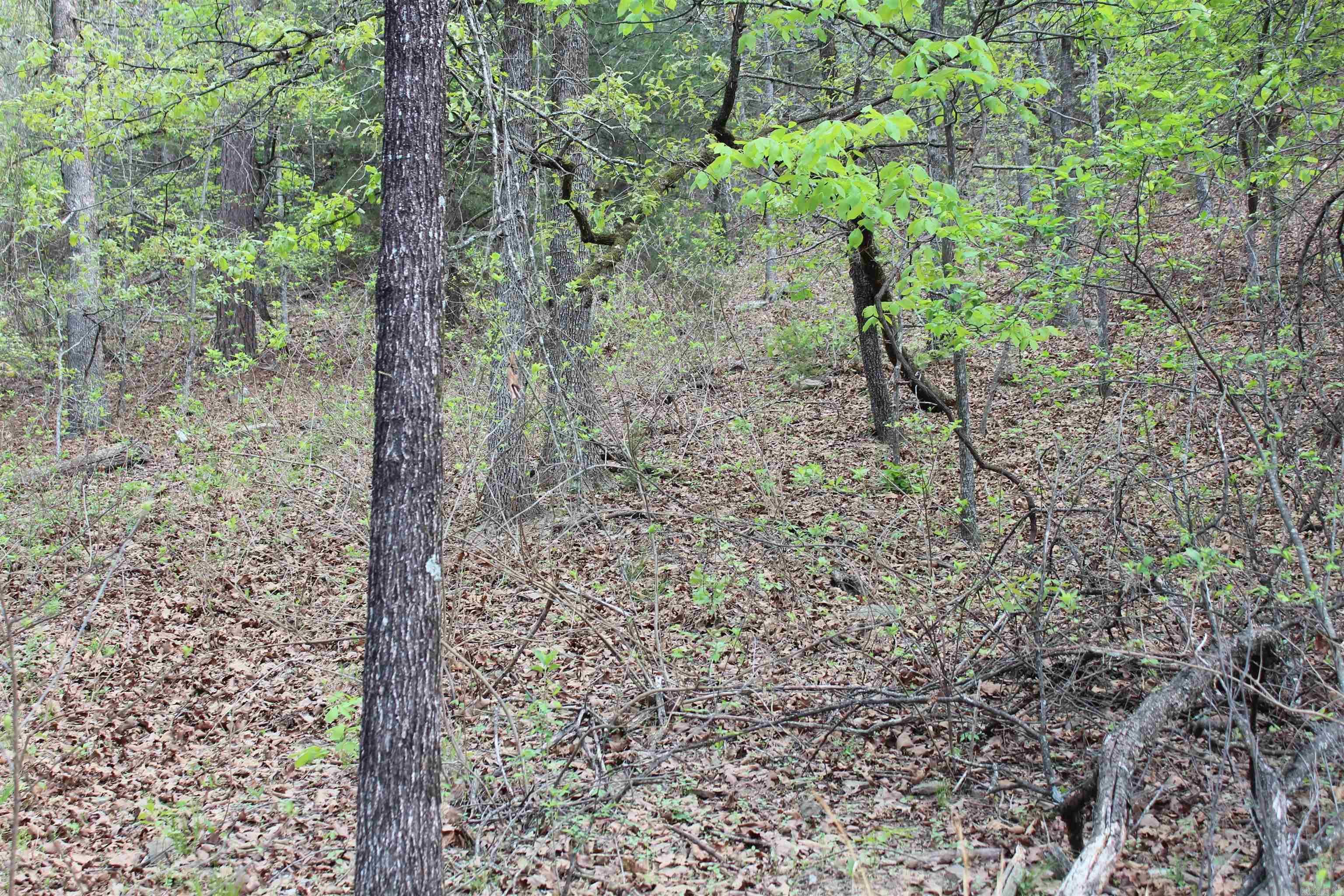 000 Hog Thief Valley  Magazine, AR