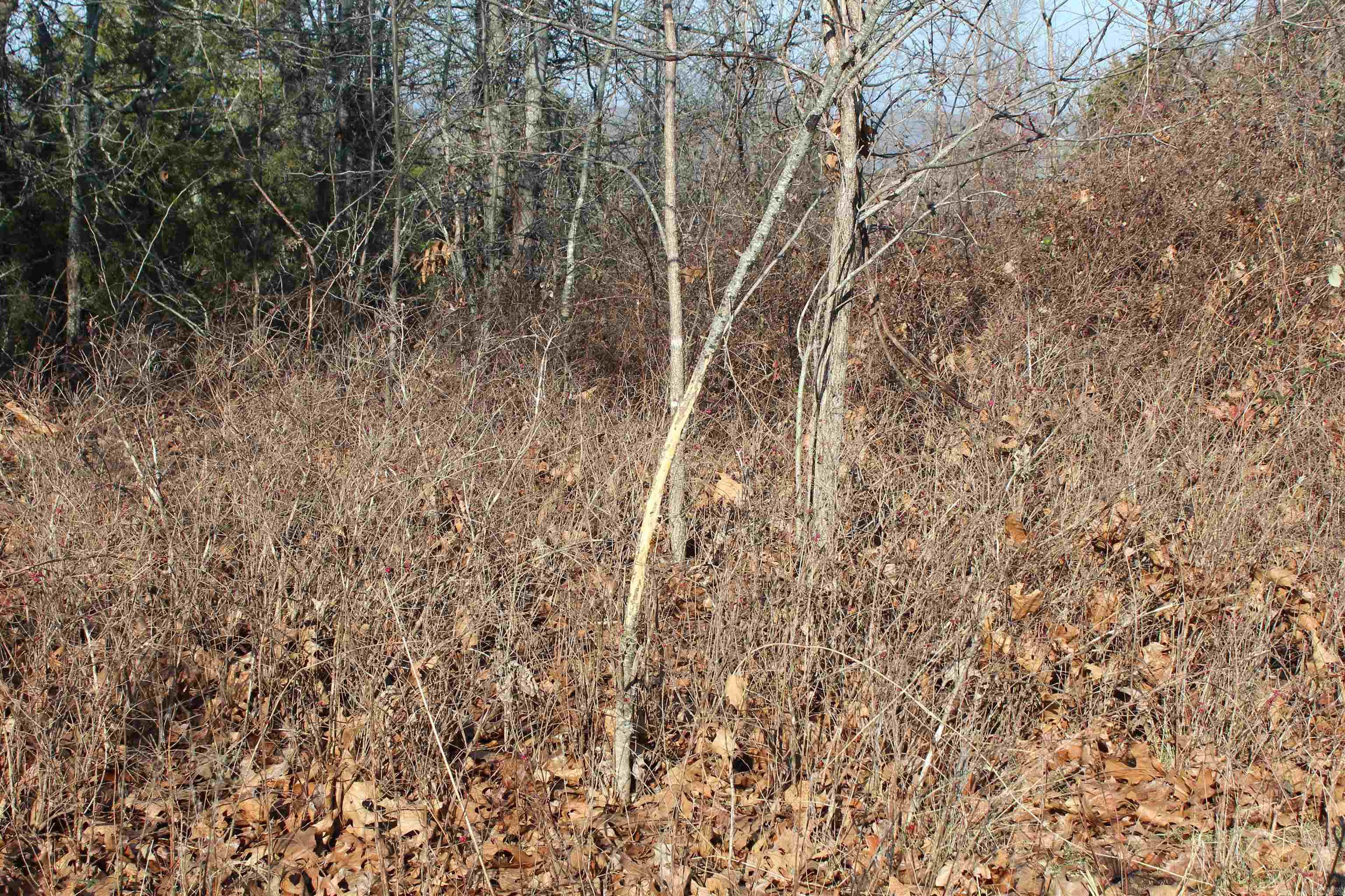 905 Fallen Tree  Marshall, AR