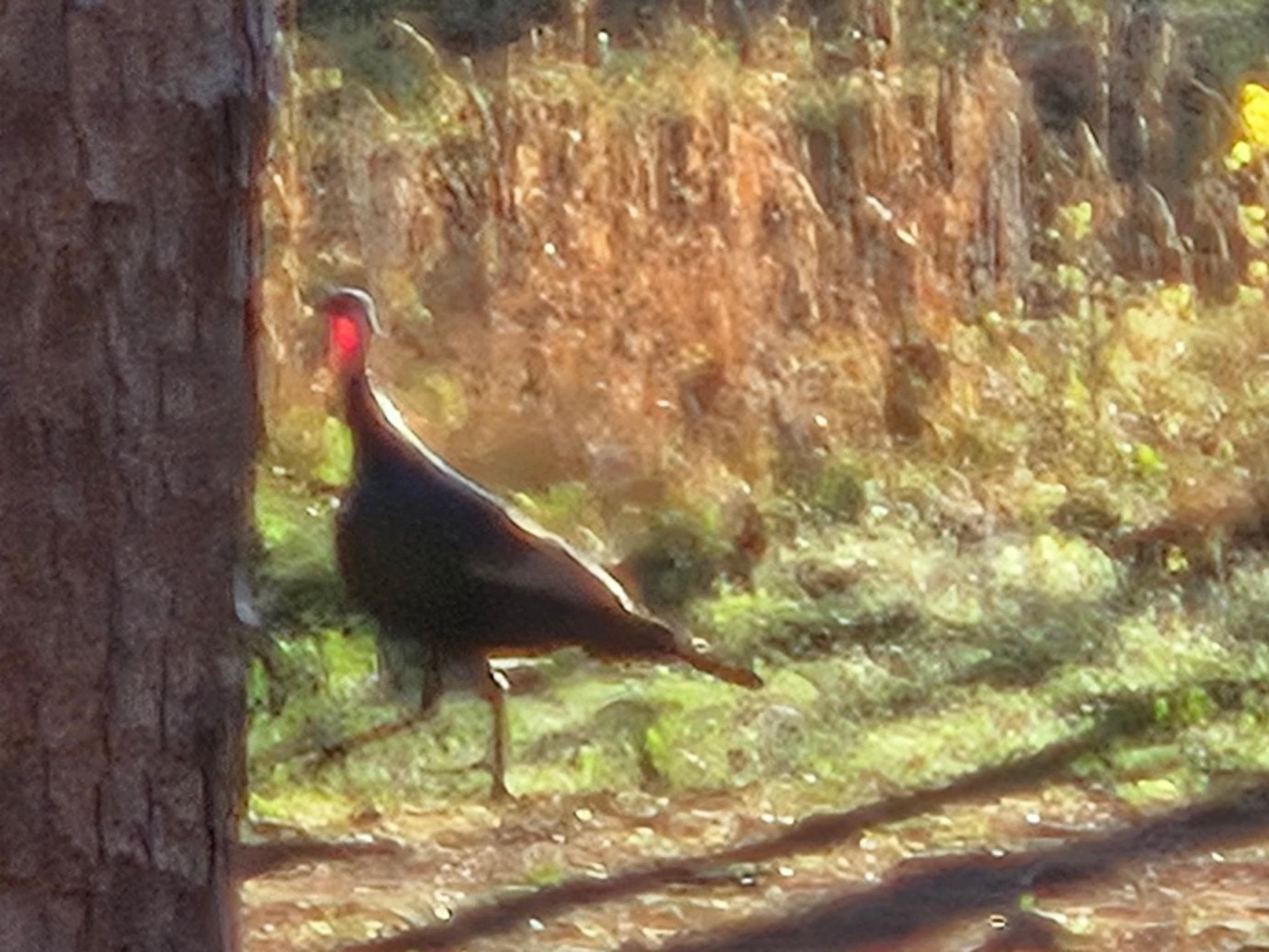 90 Potemdyke  Evening Shade, AR