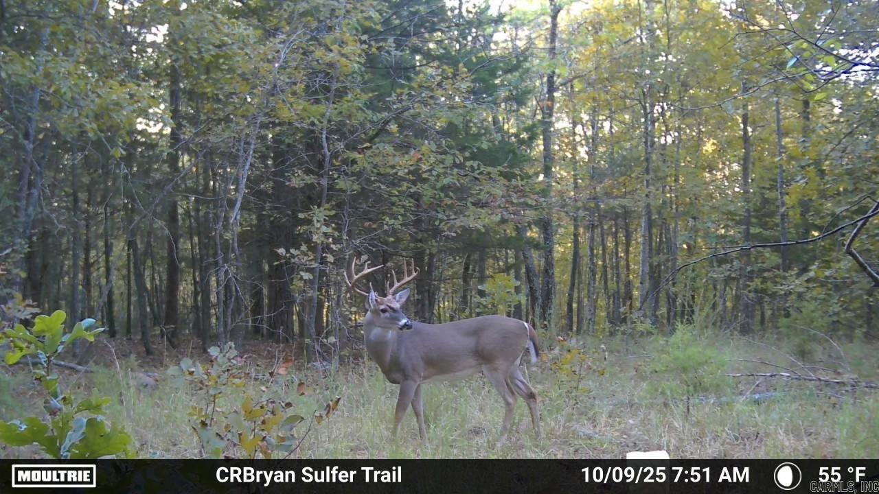 000 Sunnyland Rd.  Mountain View, AR