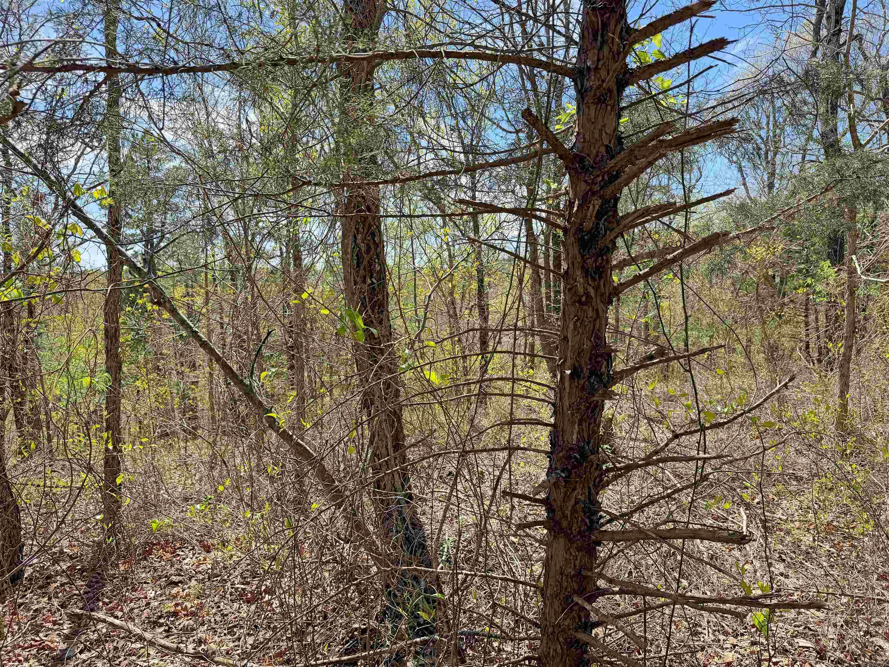 000 Sunnyland Rd.  Mountain View, AR