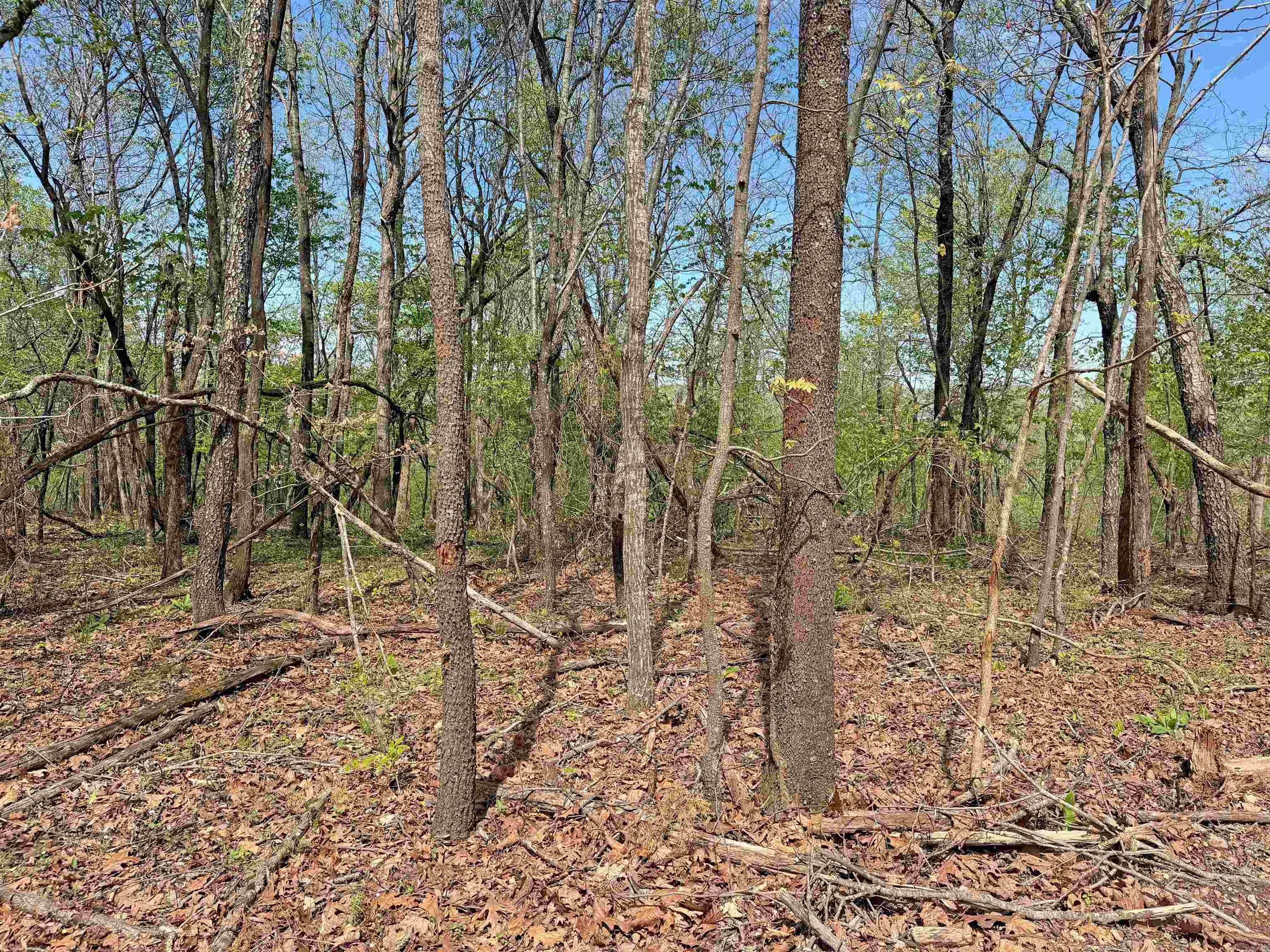 000 Sunnyland Rd.  Mountain View, AR