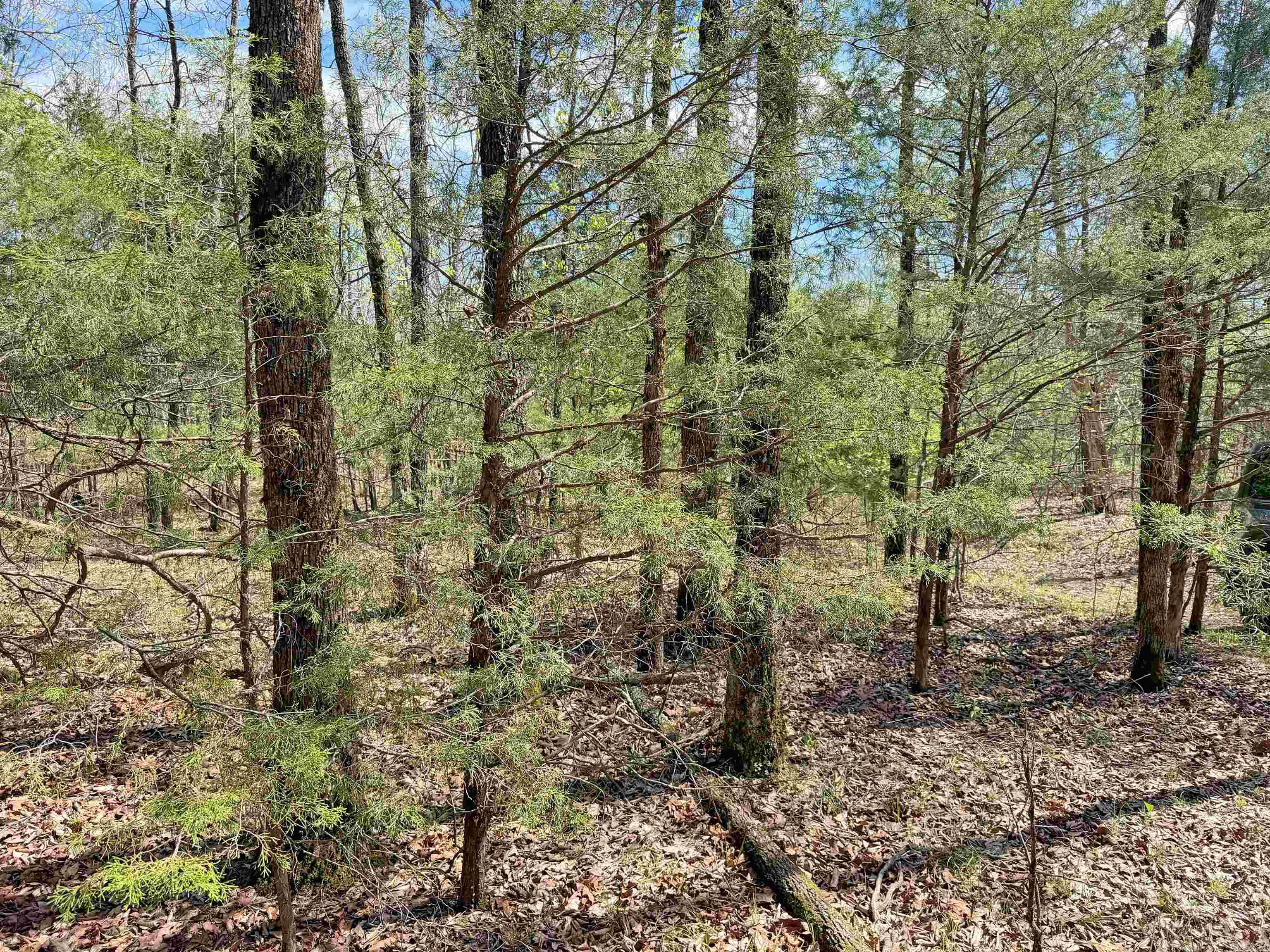 000 Sunnyland Rd.  Mountain View, AR