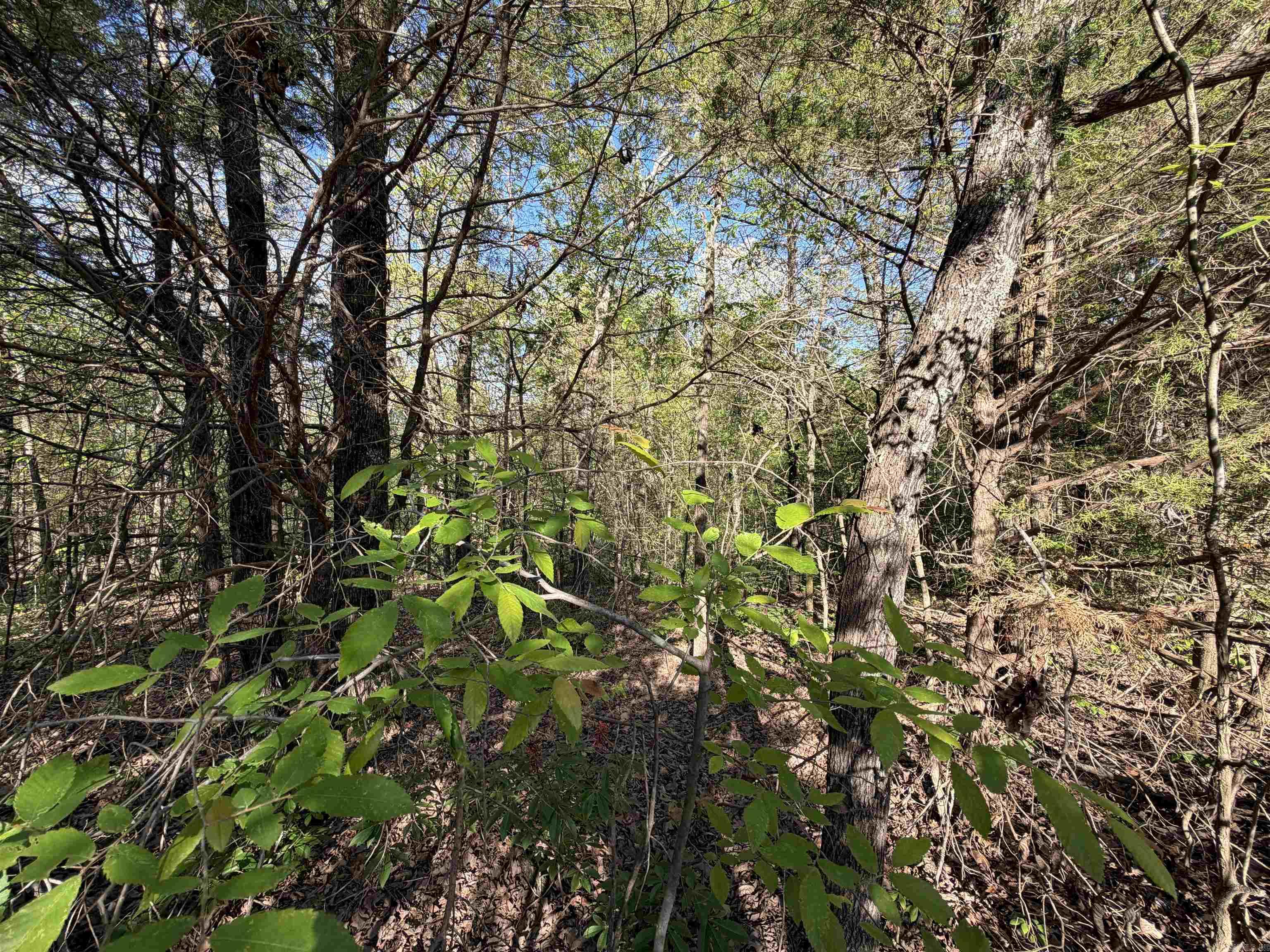 991 Clay 456  Piggott, AR